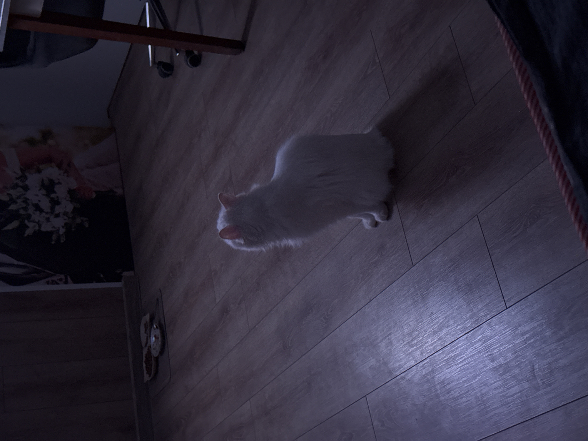 A white cat sits on a wooden floor in a dimly lit room. The cat is facing away from the camera, looking towards the left. The room appears to be a living space or dining area, with a table and chair partially visible on the right side of the image. There are also some dishes on a mat in the background. The lighting suggests it is either nighttime or the room has minimal natural light. The floor is made of wooden planks. The walls are dark and appear to be wood-paneled or painted a dark color. A large framed picture or tapestry is visible on the wall in the background. The overall impression is one of a quiet domestic scene.