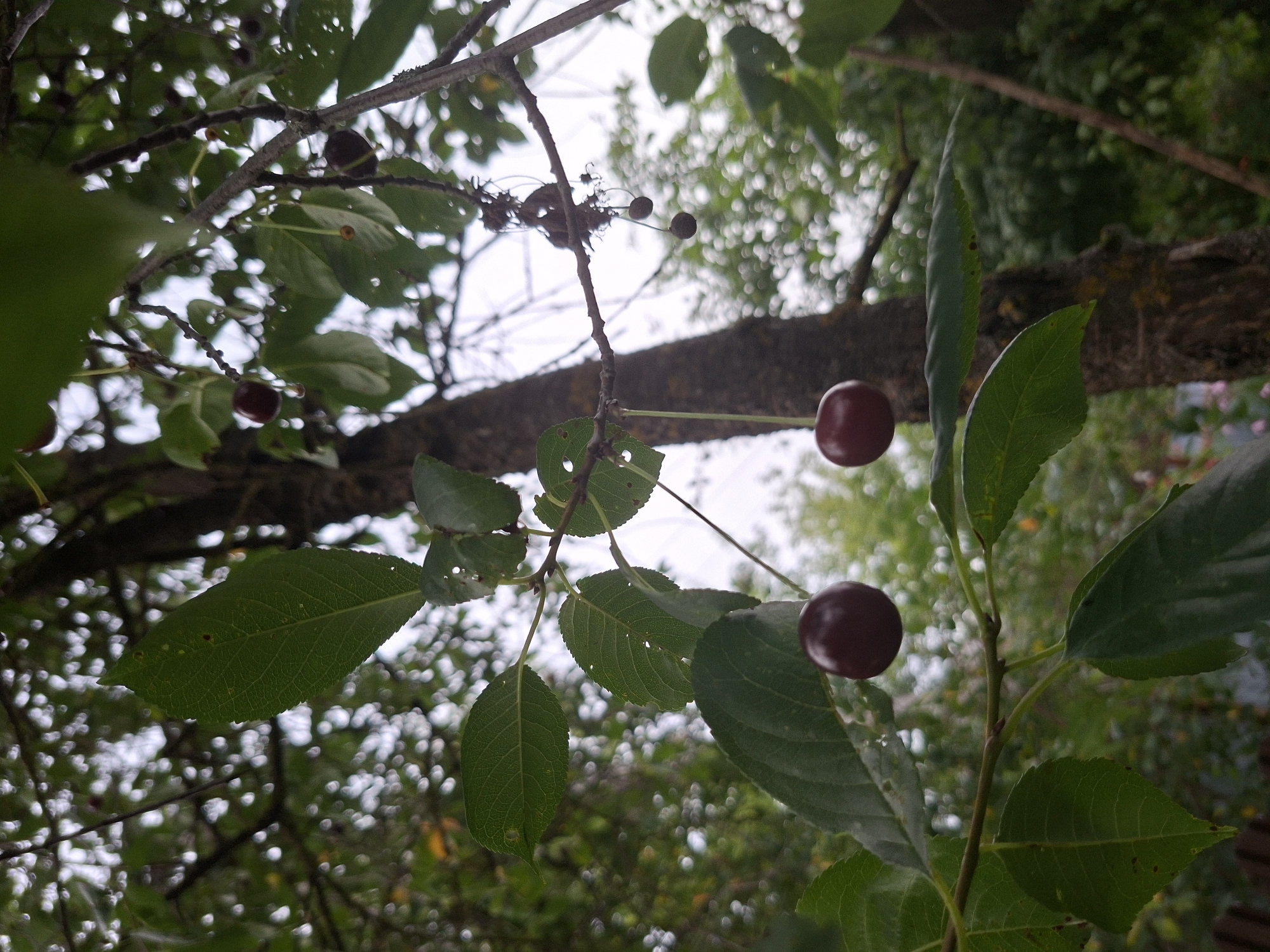 In an outdoor, close-up shot, a cherry tree branch is prominent, bearing several ripe cherries. Two cherries are in sharp focus in the foreground, one on the left and one on the right, with stems attached. The cherries are a deep red color and spherical. Several green leaves with visible veins and some small holes are also in the foreground, some obscuring parts of the branches and cherries. The background is a blurred tapestry of green foliage and a hazy, overcast sky. A textured tree trunk is visible to the right of the central branch. The overall scene depicts a natural, rural setting with a focus on the ripening fruit. The location is unknown.
