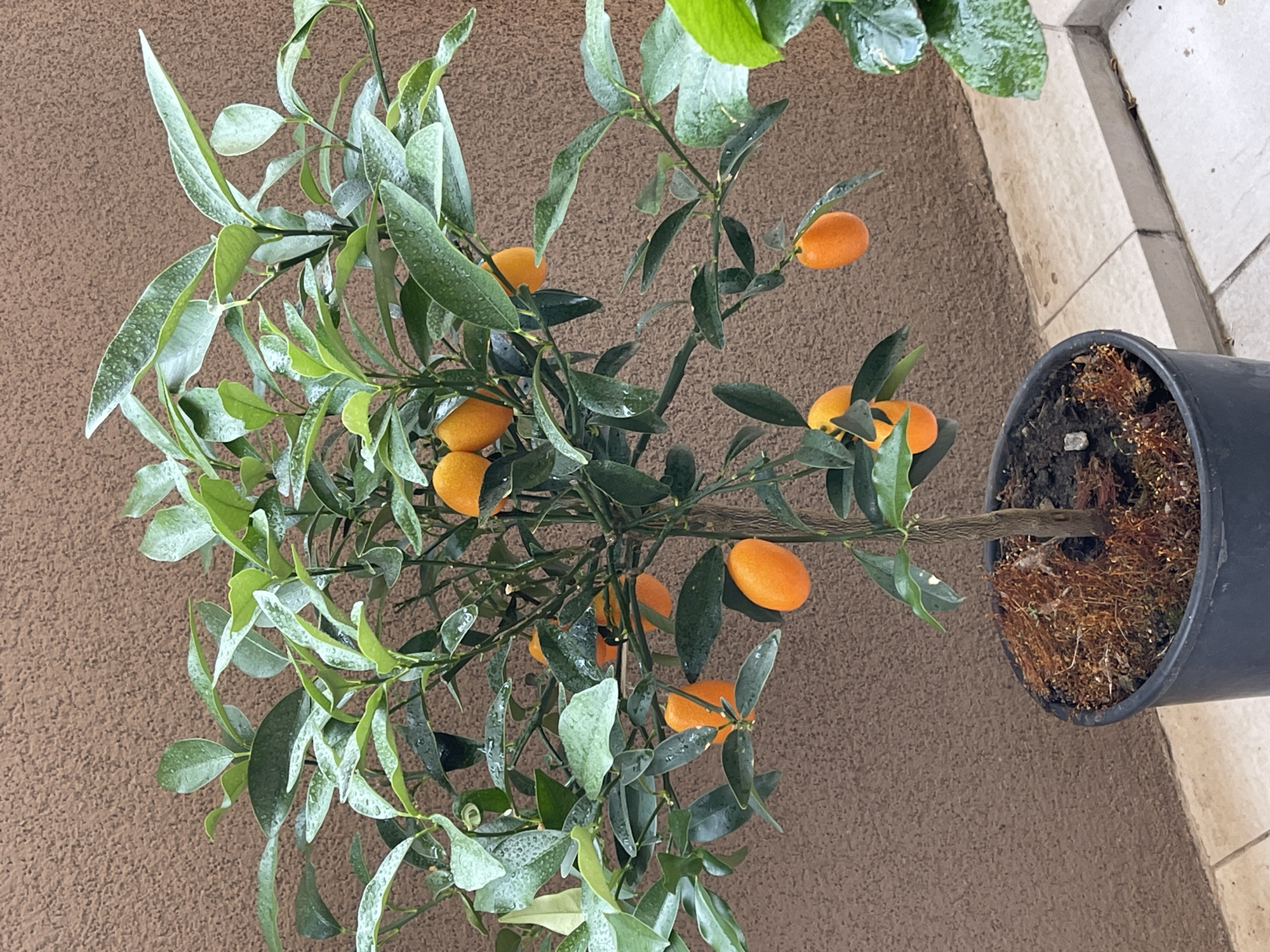 An outdoor, medium shot captures a kumquat tree planted in a black pot against a textured brown wall. The tree is laden with numerous small, oval, orange kumquats and lush green leaves, many of which are speckled with water droplets. The pot is filled with dark soil and topped with a layer of reddish-brown moss. To the right of the kumquat tree, a portion of another plant with large, glossy green leaves is visible. The ground beneath the pot is paved with light-colored square tiles, and a lighter-colored concrete ledge runs horizontally across the lower portion of the image. The scene appears to be a balcony or patio area.