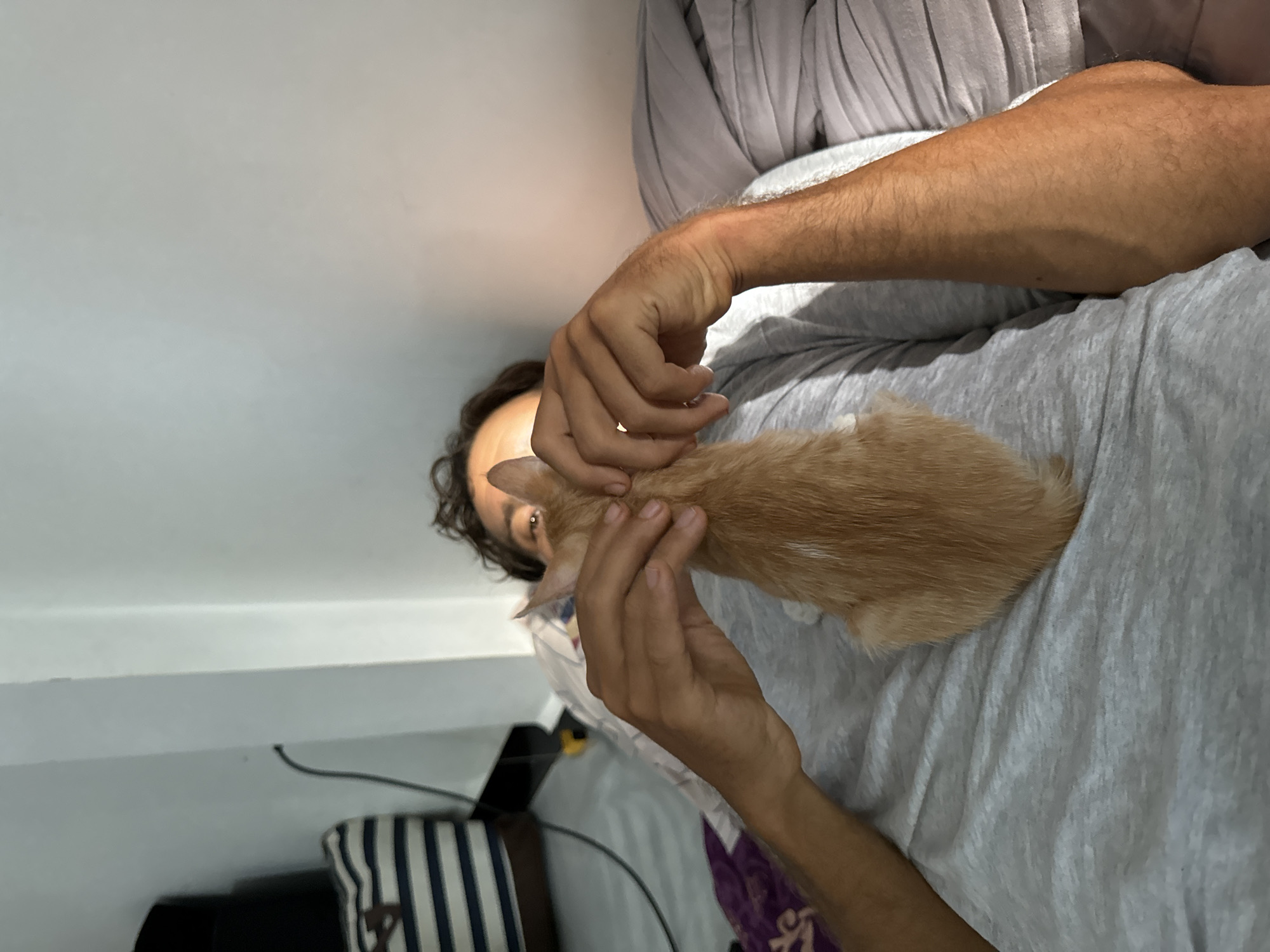 In Mũi Né, Vietnam, a person lies on a bed, partially obscured by an orange kitten held in their hands. The person is wearing a grey t-shirt, and their arms are visible. The kitten, positioned horizontally across the person's chest, faces away from the camera. The background includes a wall and bedding.