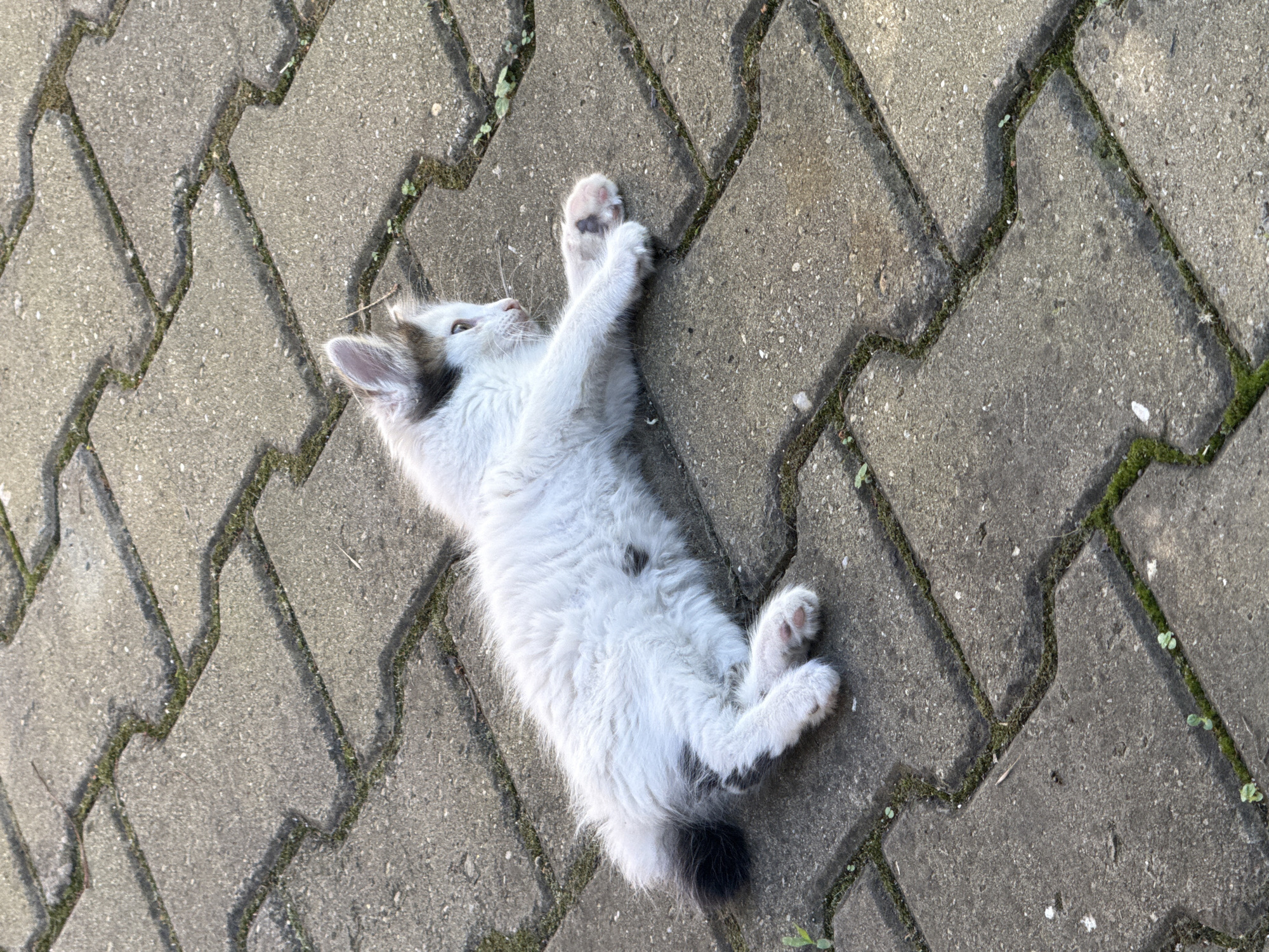 A white kitten with gray markings is lying on its side on interlocking concrete pavers. The kitten is facing to the right of the frame, with its body stretched out. Its front paws are extended forward, and its hind legs are bent. The kitten's tail is dark gray and fluffy. The pavers have patches of green moss growing in the gaps between them. The scene is outdoors, with sunlight casting shadows on the ground.