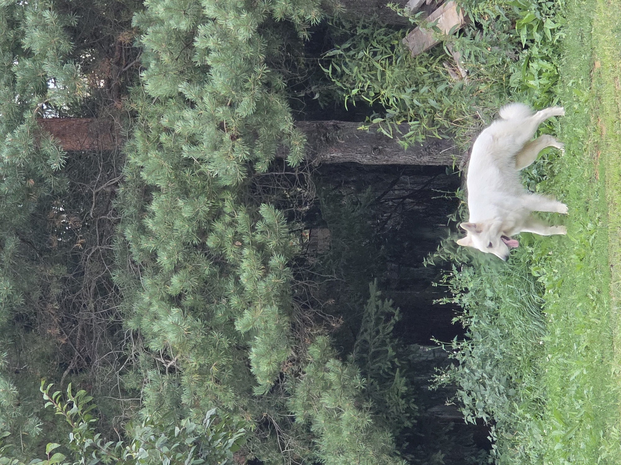 A white German Shepherd dog stands in a grassy area near a wooded section of trees. The dog is facing to the right with its tongue hanging out and appears to be walking. The trees behind the dog are dense and green, with a large tree trunk visible in the center of the frame. There is also some greenery and dried wood in the background. The location is not specified as being in the city of Речицы, Russia.