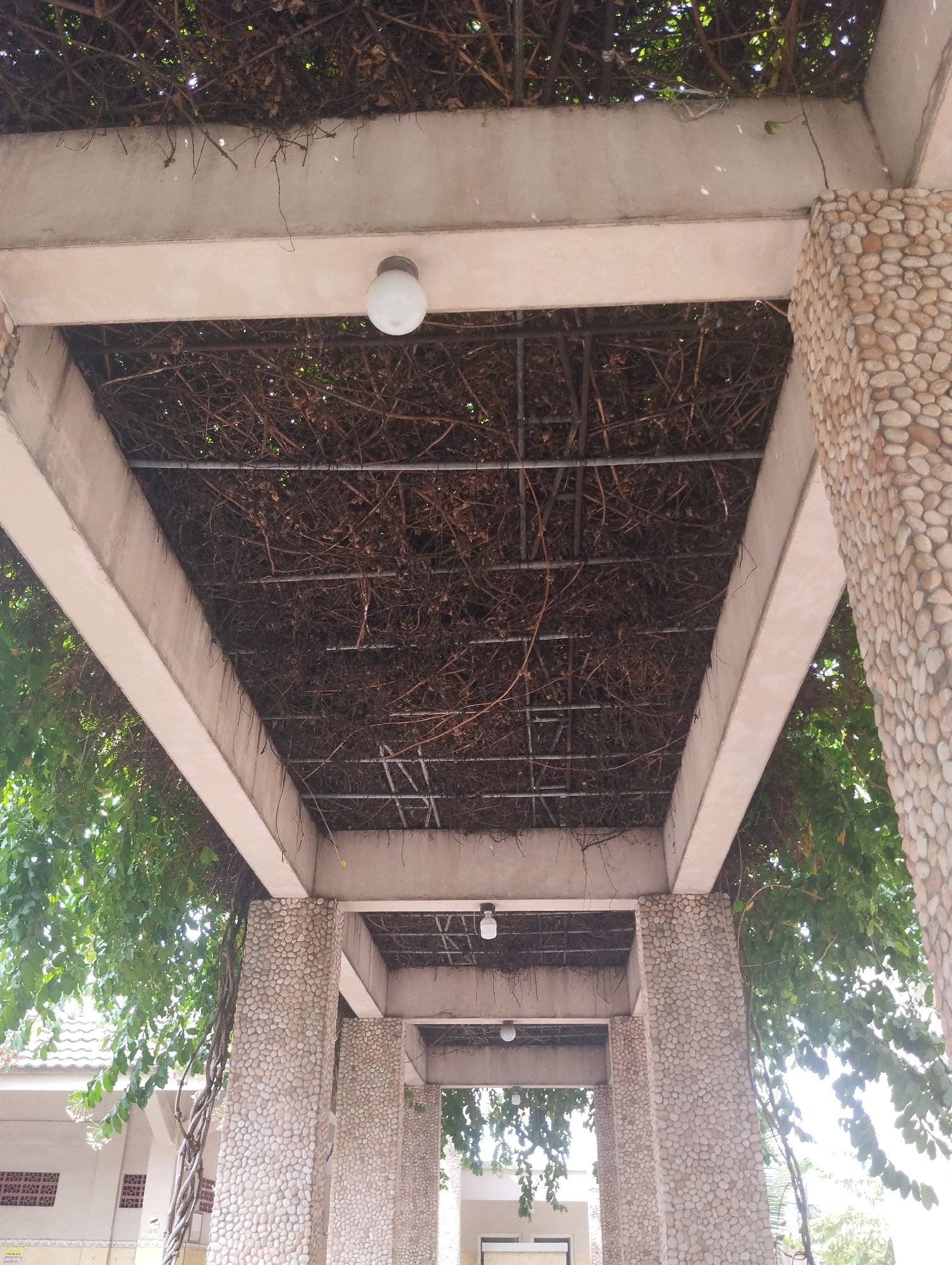 This is a low-angle, full shot of an outdoor covered walkway with a vine-covered ceiling. The walkway is supported by columns made of stacked small, light-colored stones. The ceiling is a lattice of metal bars overgrown with dry vines and some green foliage. Two round, white lights are visible on the ceiling. In the background, on the left, a building with a tiled roof and windows is partially visible. Lush green leaves from the vines hang down on the left side of the walkway. The overall scene suggests a humid, tropical environment.