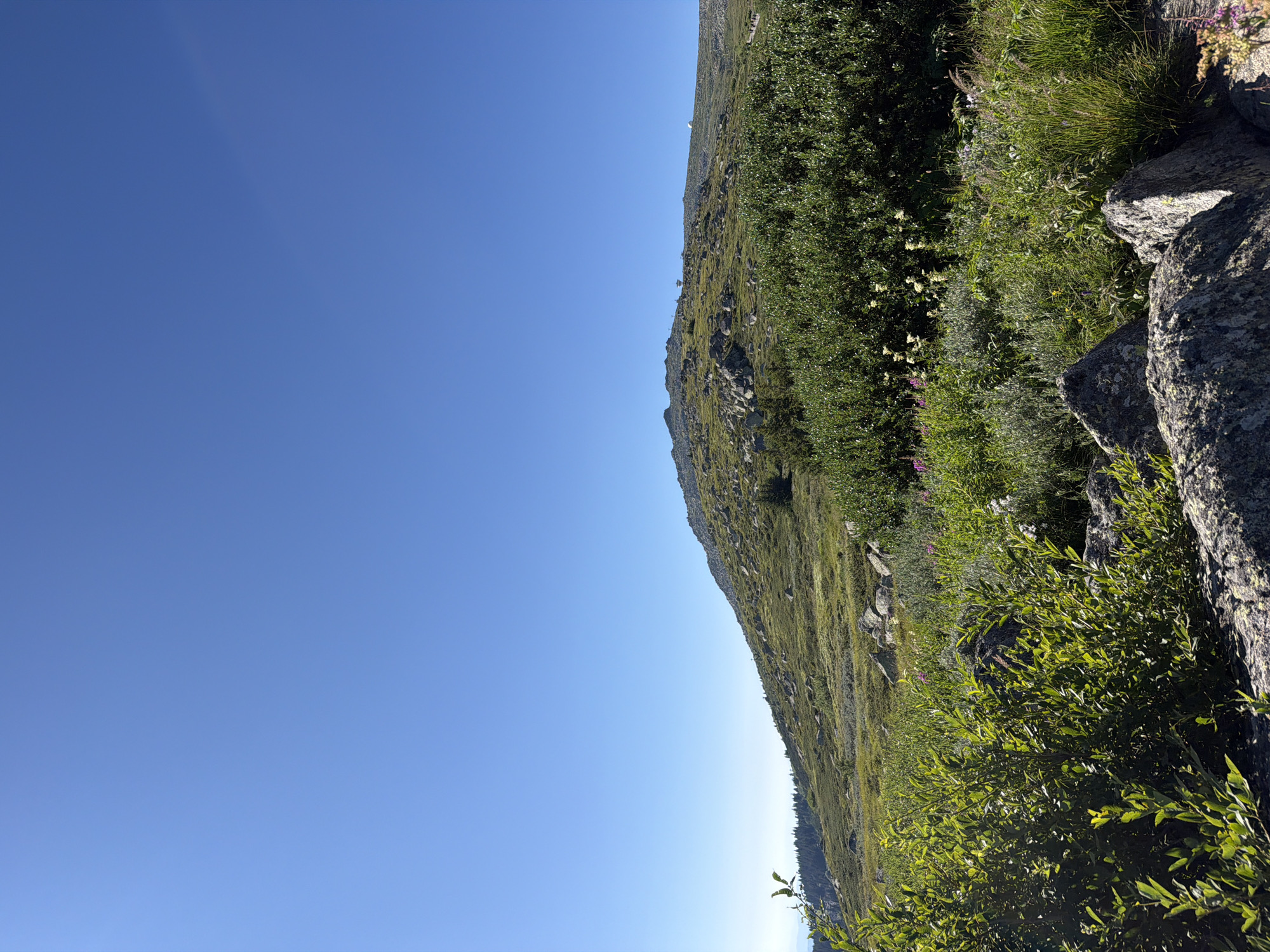A scenic, wide-angle shot captures the natural beauty of Vitosha Mountain, near Bistritsa, Bulgaria. The image is dominated by a clear, bright blue sky that takes up the top half of the frame. The lower half of the image is a vibrant, green landscape. In the foreground, large grey rocks and dense green bushes are prominent. The middle ground shows a grassy slope dotted with rocks, interspersed with smaller bushes and scattered wildflowers in shades of purple and white. In the distance, the peak of Vitosha Mountain is visible, also covered in green vegetation and rocks. The overall impression is one of a serene, sunlit mountain environment on a clear day.