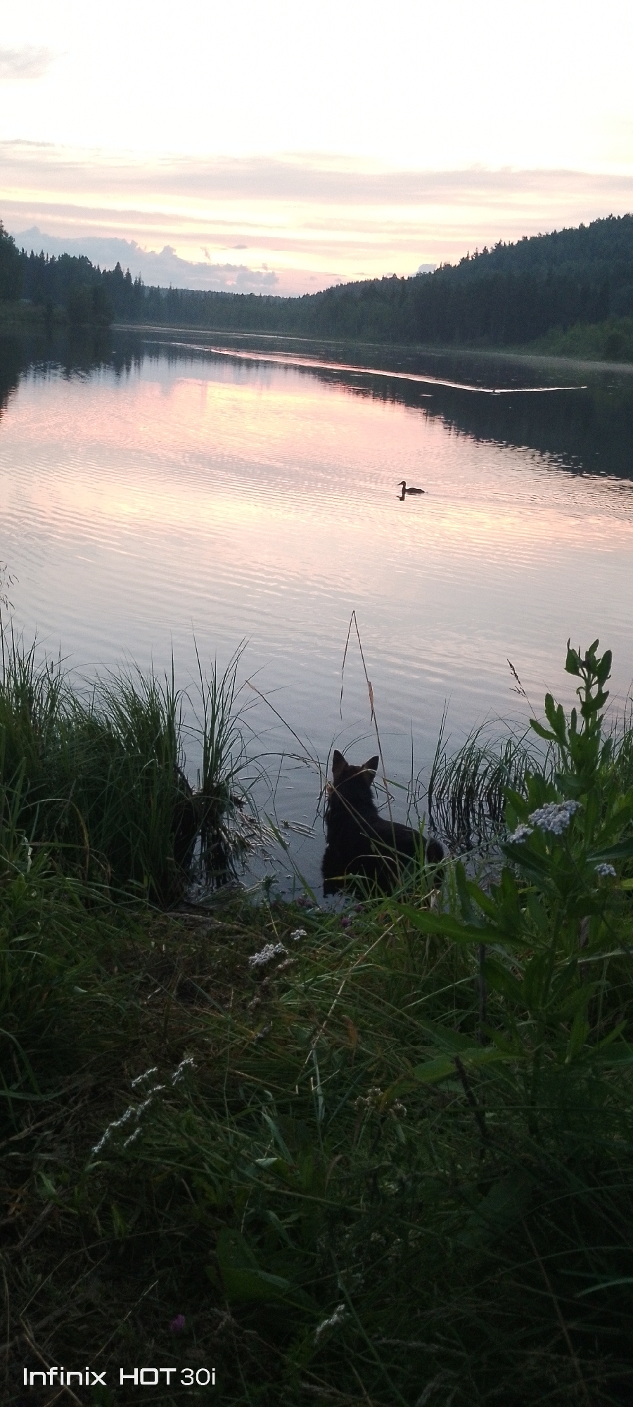 This is a vertical, eye-level, full shot of a serene natural landscape at dusk. A dark-colored dog stands in shallow water near the grassy bank of a lake. Tall reeds and grasses grow along the water's edge, with some white wildflowers visible in the foreground. The lake itself is calm, reflecting the soft pastel colors of the twilight sky, with gentle ripples disturbing the surface. In the distance, a tree-lined shore creates a dark silhouette against the horizon. A single duck can be seen swimming on the water, adding to the peaceful atmosphere. The sky transitions from pale pink and orange near the horizon to a muted blue and gray overhead, suggesting the sun has recently set. The overall mood is tranquil and still. The text "Infinix HOT 30i" is visible in the bottom left corner of the image. This scene evokes a sense of quiet solitude and natural beauty.