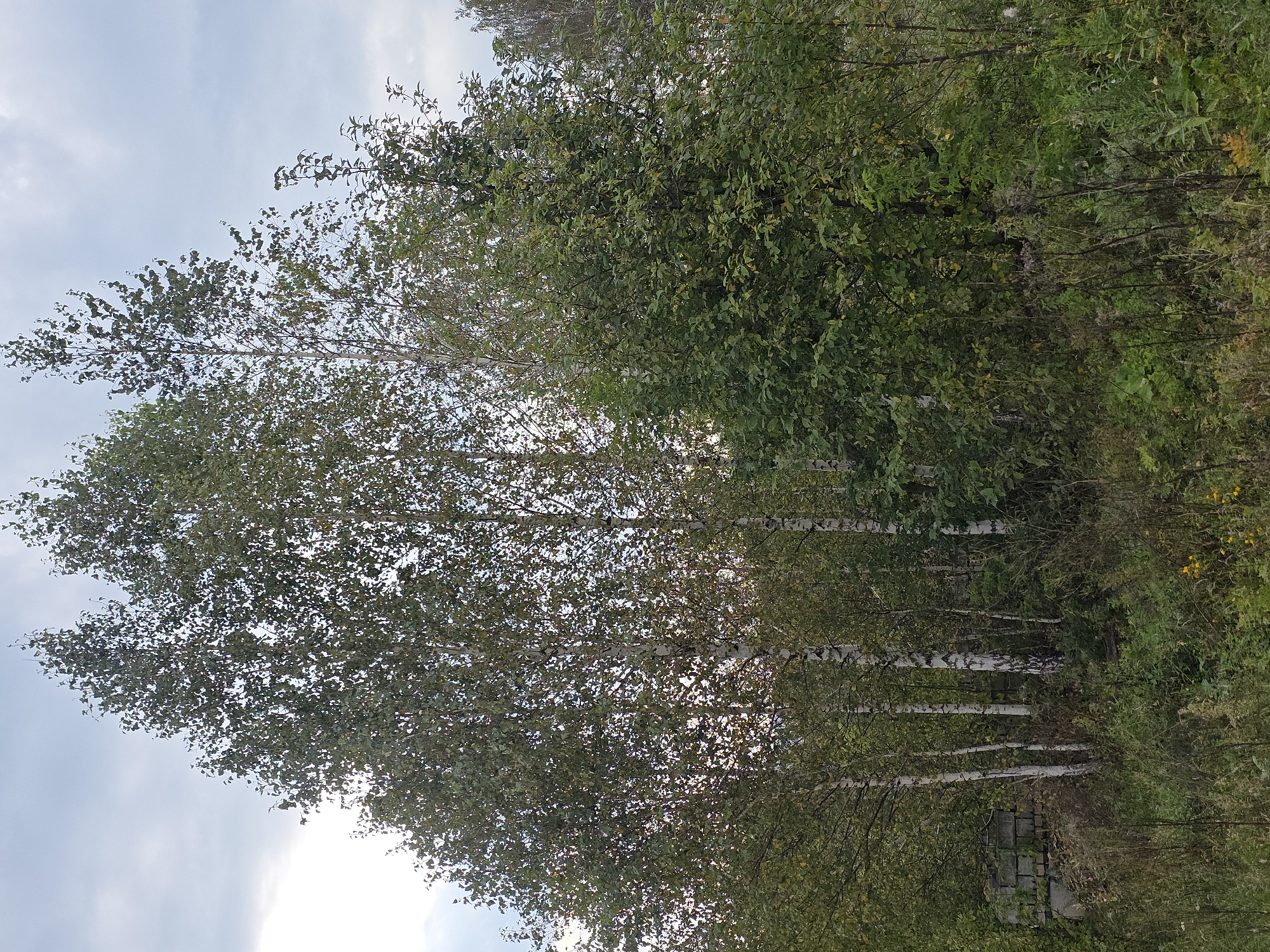 The image depicts a dense forest scene on a cloudy day, likely during autumn given the subtle yellowing of some leaves. The prominent features are several tall birch trees with their characteristic white bark, interspersed with a variety of deciduous trees and thick undergrowth. To the left of the frame, a section of a low, weathered brick structure is partially visible, suggesting a remnant of human construction within the natural environment. The ground is covered in dry grass, weeds, and fallen leaves. The sky is overcast with muted grey clouds. The overall impression is one of a somewhat wild and untamed natural area, possibly on the outskirts of an urban or industrial setting, as the mention of Magnitka, Russia, implies. No people or animals are visible in the image.