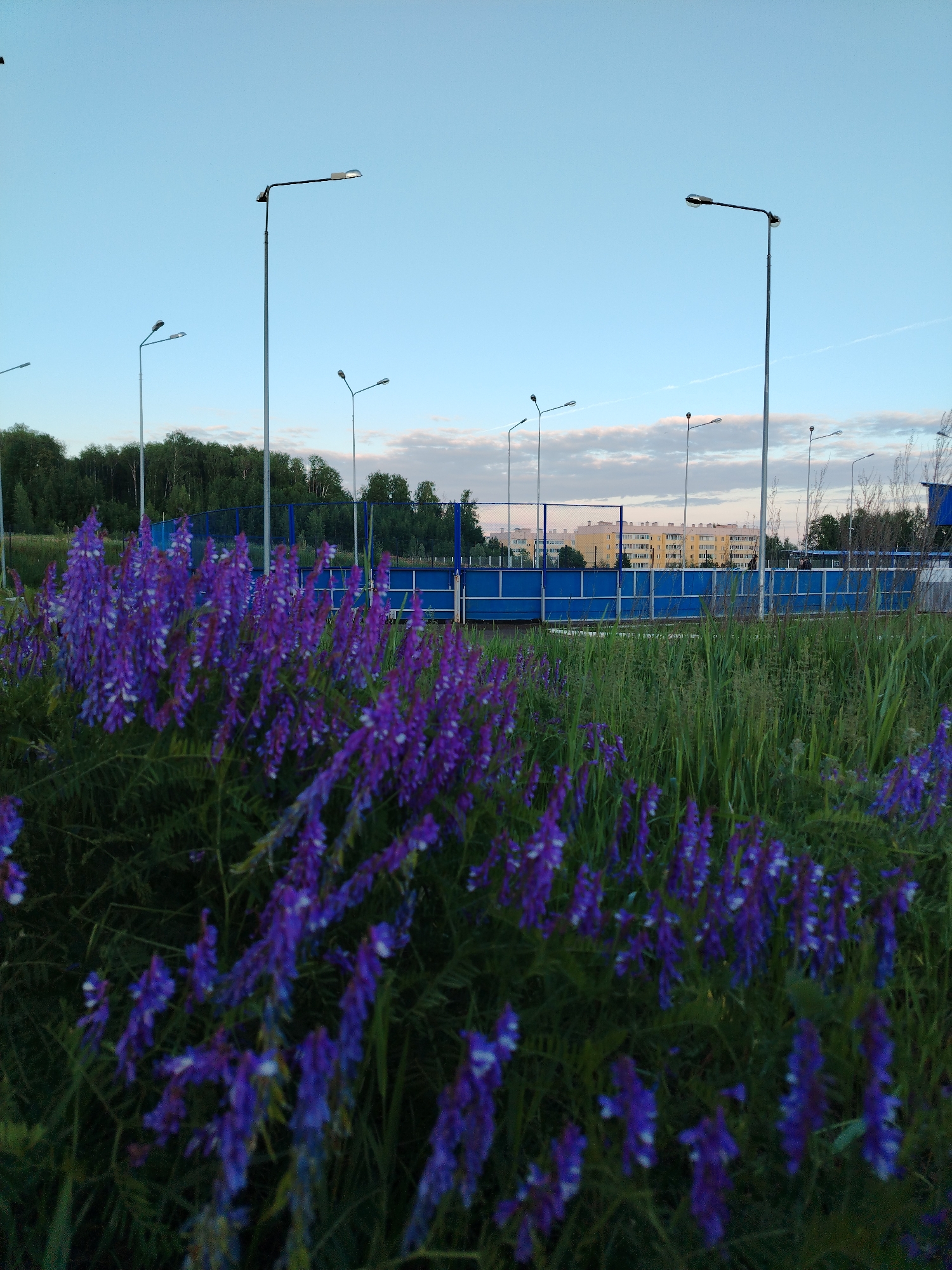 The image displays an outdoor scene, likely captured during dusk or dawn, in a semi-urban or suburban setting, consistent with the provided Noviy, Russia context. In the foreground, a prominent cluster of vibrant purple wildflowers, possibly vetch, with lighter white markings, and tall green grass are visible, rendered in a soft, out-of-focus blur.
Behind this natural flora, a distinctive blue barrier or fence stretches across the midground. This barrier appears to enclose an area, potentially a sports field or a similar facility. Beyond the blue structure, a dense line of dark green trees, possibly a forest, forms a natural backdrop.
The background features a light, clear blue sky with scattered, wispy white and faint pink clouds, particularly near the horizon. Numerous streetlights of various heights are interspersed throughout the scene, their unlit fixtures standing against the sky. Further in the distance, multi-story residential buildings with yellow and lighter-colored facades are visible, characteristic of apartment blocks found in the region.
No people are clearly visible, and no specific activities are taking place. The overall impression is one of peacefulness and tranquility, captured under a soft, natural light. The weather appears calm and clear. There is no visible text in the image.