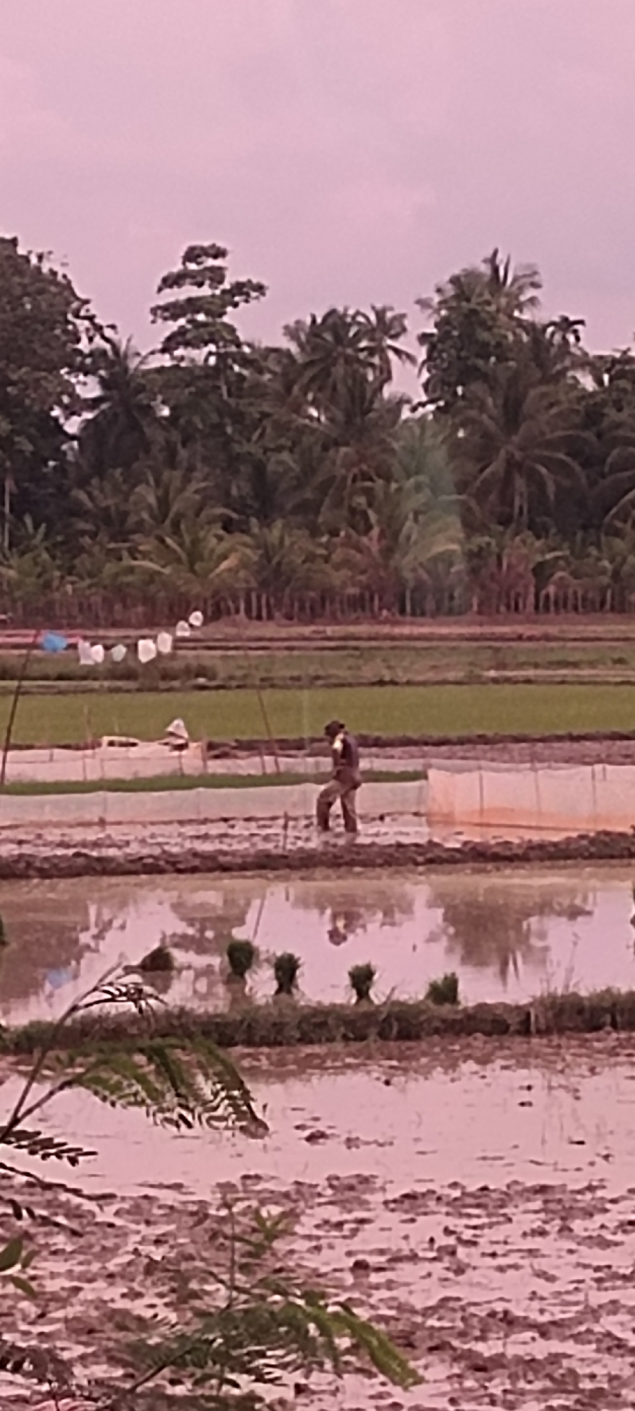 A lone farmer, dressed in dark trousers and a lighter-colored top, walks through a flooded rice paddy in Aluegunto, Indonesia. The farmer is mid-stride, with one leg raised and the other submerged in muddy water. Their posture suggests they are either planting or tending to rice seedlings, as small bundles of green shoots are visible in the foreground water. The background features a dense line of palm trees and other tropical vegetation, characteristic of the region. The sky is a soft, hazy pink, indicating either dawn, dusk, or overcast conditions. The scene is captured from a slightly low angle, emphasizing the vastness of the rice fields. The water in the paddy reflects the muted colors of the sky and the surrounding foliage, creating a dreamlike atmosphere.