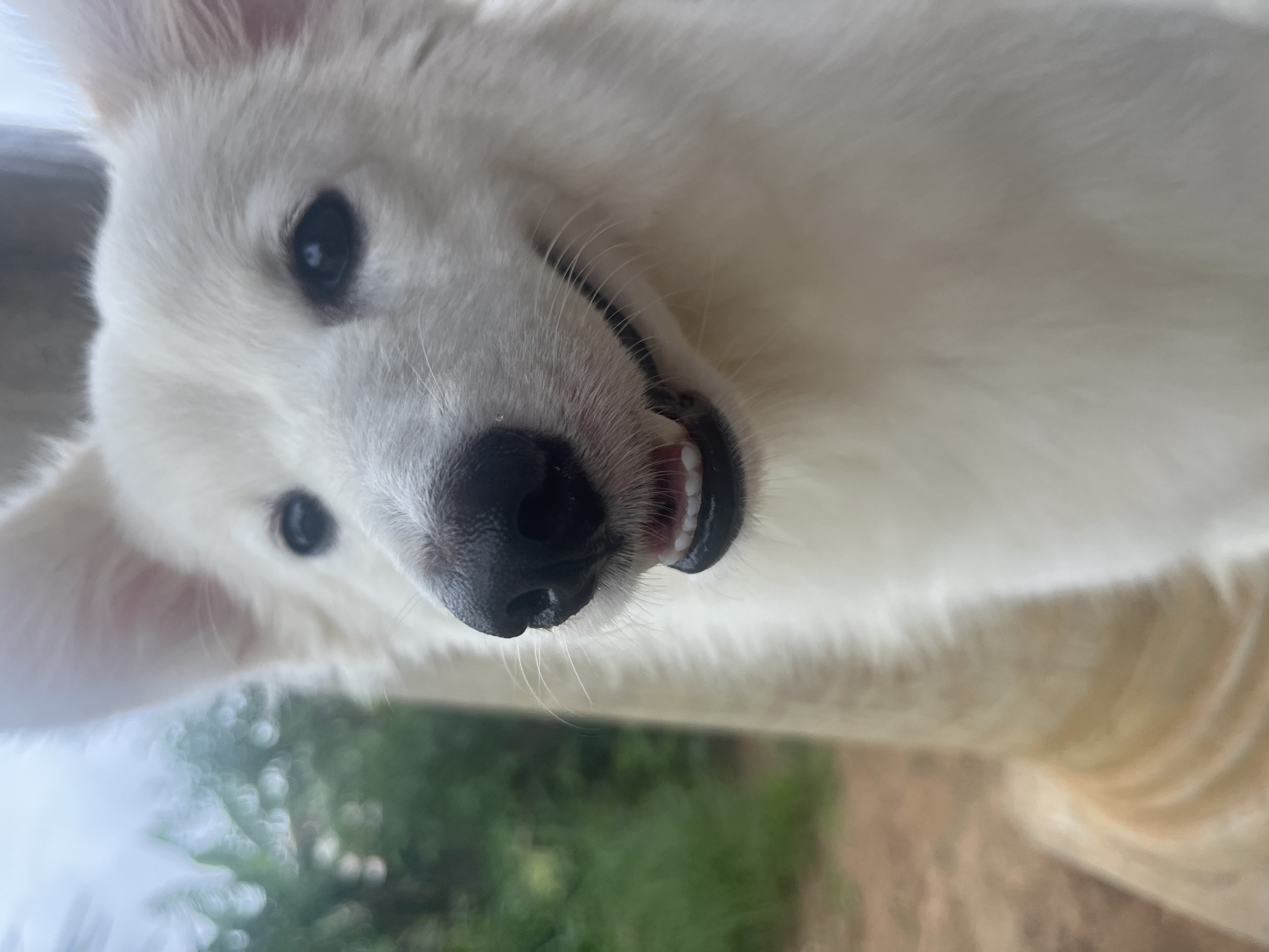 A close-up shot shows a white dog with black eyes and a black nose. The dog's mouth is slightly open, revealing its teeth. The background is blurred, with hints of green foliage and brown earth, and it is not possible to verify the location within Ikot Ekpene, Nigeria, from the image.