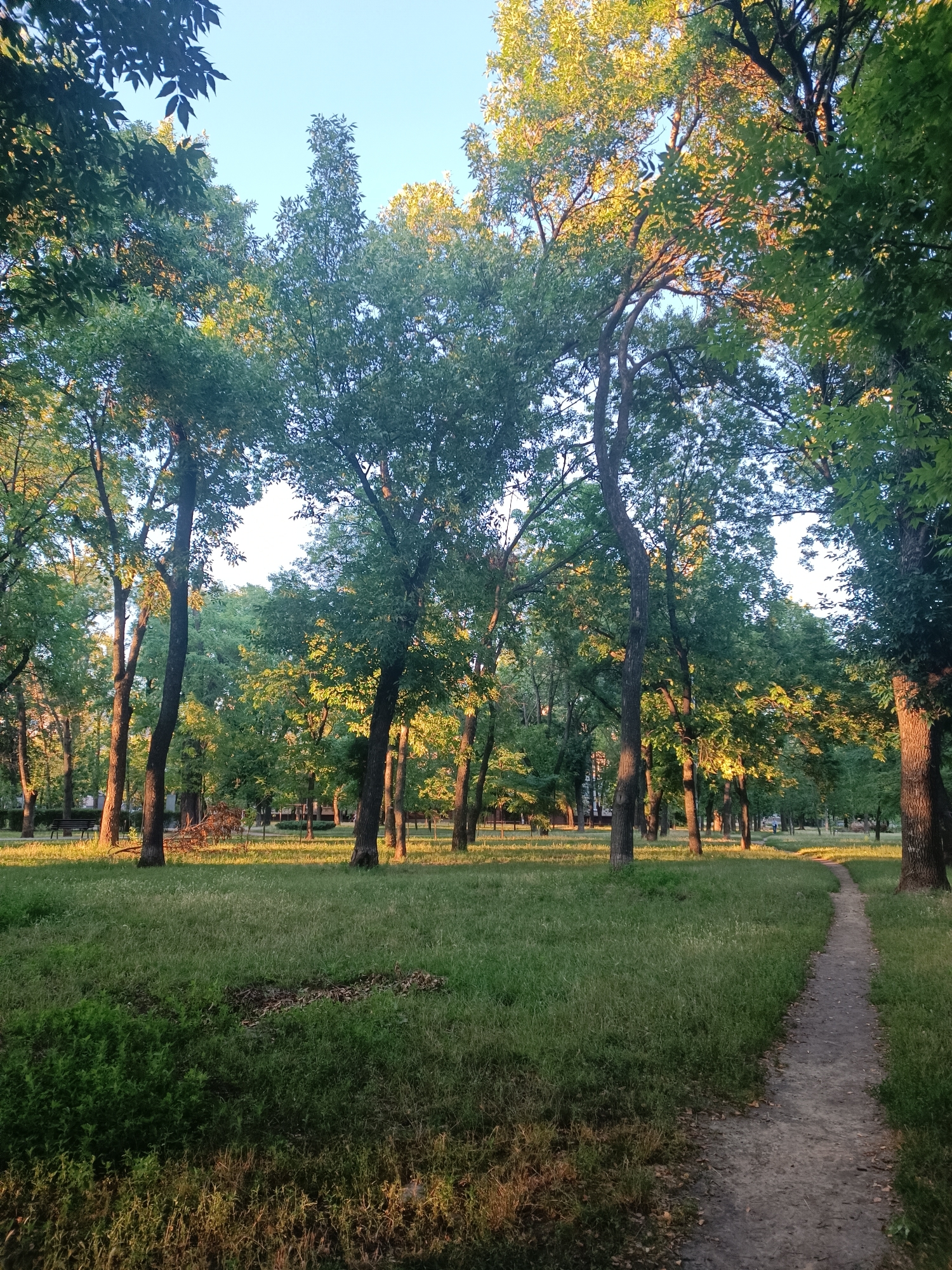 The image depicts a sunlit park with tall trees and a winding dirt path. The trees, with lush green foliage, are scattered throughout the park, with some appearing more mature than others. The path, on the right side of the image, is covered with dirt and small stones, and it curves into the distance, disappearing among the trees. The grass in the park is a vibrant green, with patches of dry leaves and a small pile of fallen branches visible on the ground. In the background, buildings and more trees can be seen, suggesting an urban park setting. The lighting indicates it is either early morning or late afternoon, with the golden sunlight casting long shadows. There are no people visible in the image. Based on the visual characteristics, this scene could be located in a park within the city of Zaporizhzhia, Ukraine, known for its numerous green spaces and parks.