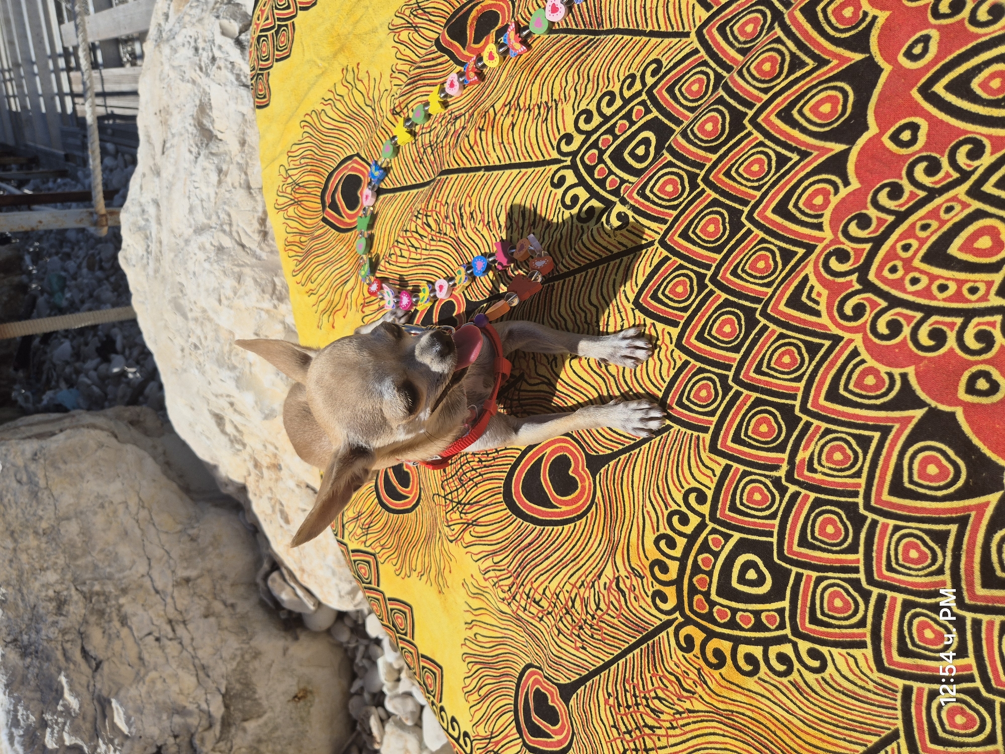 A tan chihuahua wearing a red harness and a colorful bead necklace sits on a yellow and black patterned blanket on a rocky surface. The blanket has a peacock feather design. In the background, there are large rocks and a wooden structure. A timestamp of "12:54 u. PM" is visible in the lower left corner of the image. The scene appears to be outdoors, possibly near a beach or rocky area.
