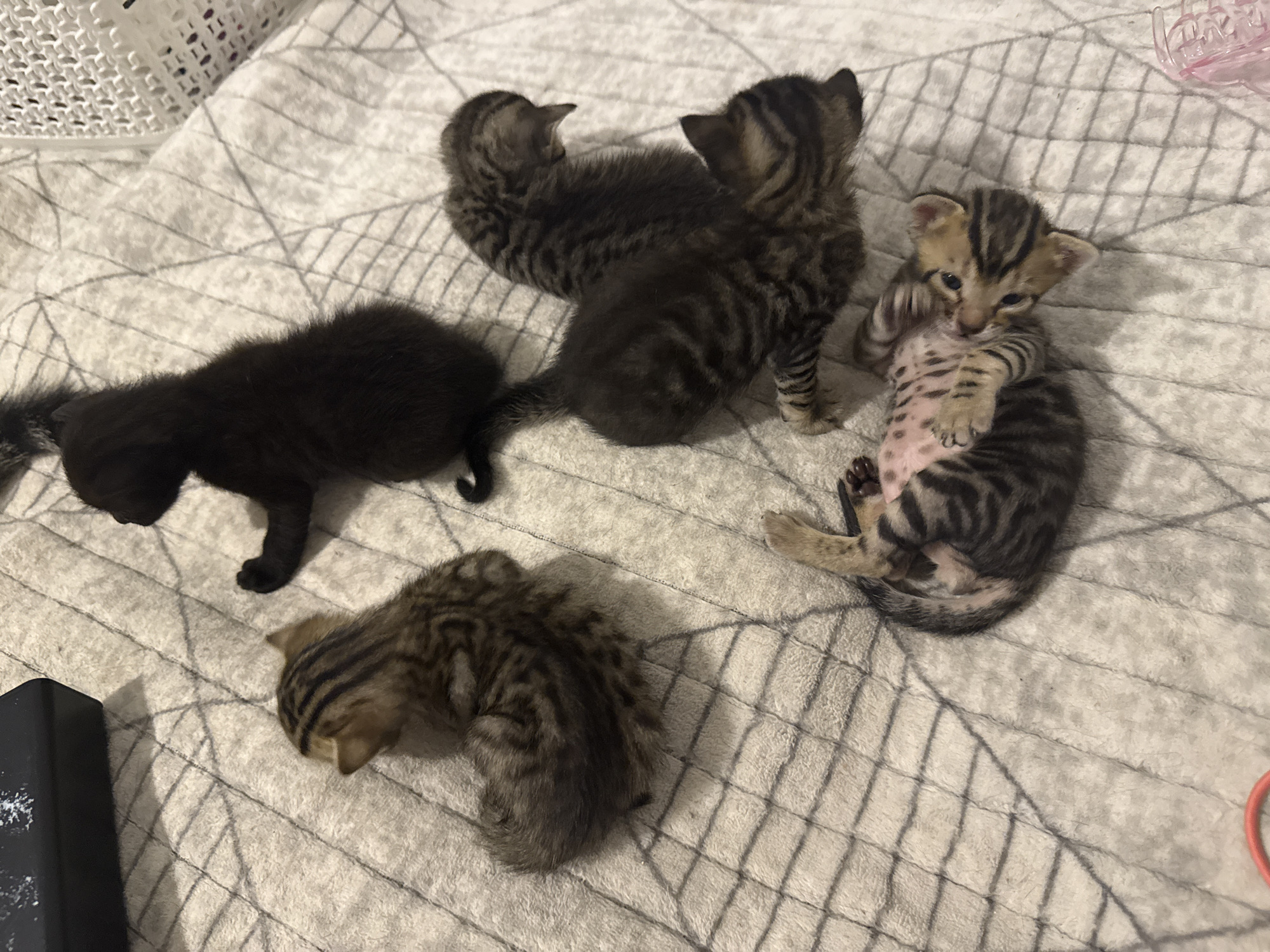 Four kittens are present on a textured blanket. One kitten, all black, is in the upper right quadrant, partially obscured. To its left and slightly below, a tabby kitten is curled up. In the lower portion of the image, two more tabby kittens are visible. One is on its back, displaying a pinkish underside with black stripes, and the other is positioned above and to the right of it, facing away from the viewer. The blanket has a grid-like pattern. A dark rectangular object is partially visible in the upper left corner, and a pink plastic object is in the lower right corner. The image does not contain any information that would allow for its location to be determined in Çiğli, Turkey.