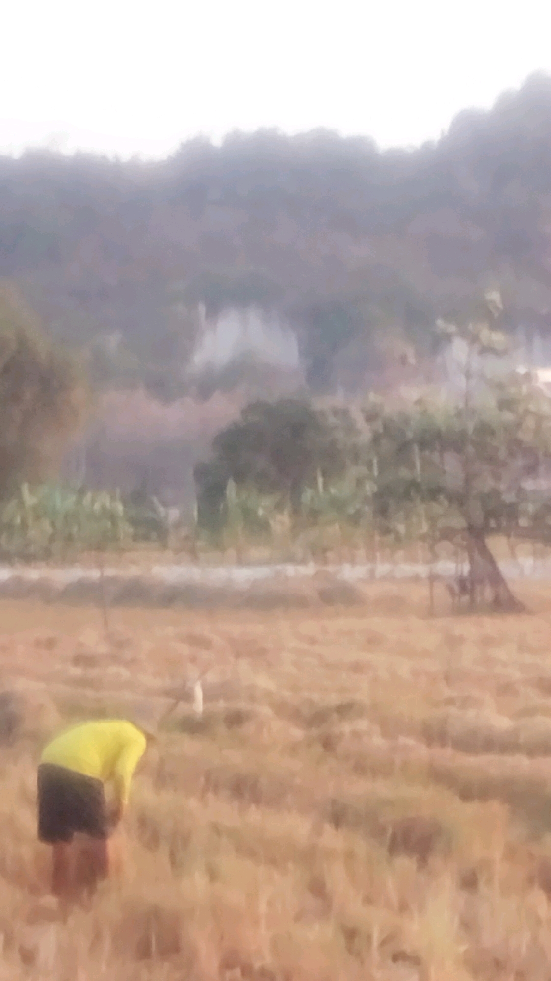 The image captures a distant, slightly blurred scene in Palang, Indonesia. In the foreground, a person wearing a bright yellow shirt and dark shorts bends over in a dry, grassy field. The person appears to be engaged in some activity on the ground, possibly related to farming or gardening. Behind the person, a few thin poles or posts are visible, suggesting a fence or support structure. In the mid-ground, there are rows of green plants, possibly crops or vegetation, bordered by a lighter-colored path or road. Further in the background, a tree with a leaning trunk stands to the right, and beyond that, a range of hills or mountains covered in vegetation forms the horizon. The overall atmosphere is hazy, likely due to distance and atmospheric conditions, with muted colors dominating the landscape. The sky is a pale, washed-out white.