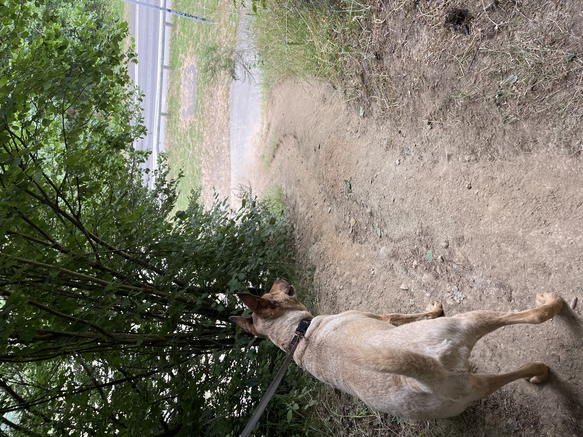 The image shows a light-brown dog with pointed ears, wearing a collar, standing on a dirt path that slopes downwards. The dog is facing away from the camera, looking to its right. Behind the dog, to the left, is a dense area of green trees and foliage. To the right of the path, there is dry grass and some brush. In the background, a paved road with a metal guardrail is visible, bordered by dry grass and more trees. The scene appears to be a natural or semi-natural outdoor environment, potentially a park or trail, possibly in or near Saint-Vith, Belgium given the context.