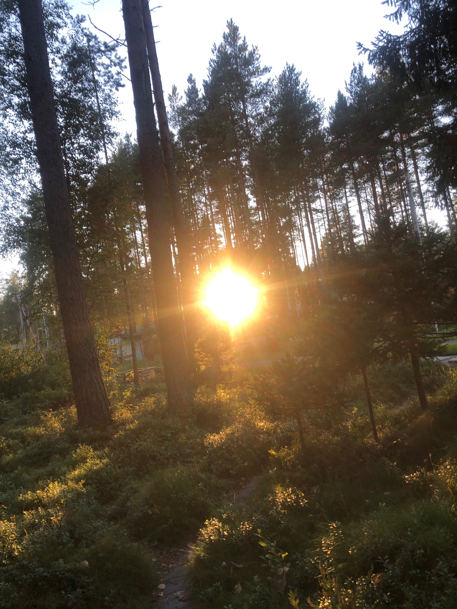 The image depicts a sunlit forest scene with tall trees. The sun is shining brightly, creating lens flare and illuminating the foliage and the forest floor. The ground is covered with low-lying vegetation and some scattered leaves. The trees are predominantly coniferous, with some deciduous trees interspersed. The lighting suggests it is either sunrise or sunset, casting long shadows and a warm glow. The scene is natural and appears to be in a rural or wild setting. There are no people or animals visible in the image, nor any obvious signs of human activity beyond what might be a faint path or structure barely visible in the background. The overall impression is one of natural beauty and tranquility. The location in Arfa, Russia, is not evident from the visual information in the image.
