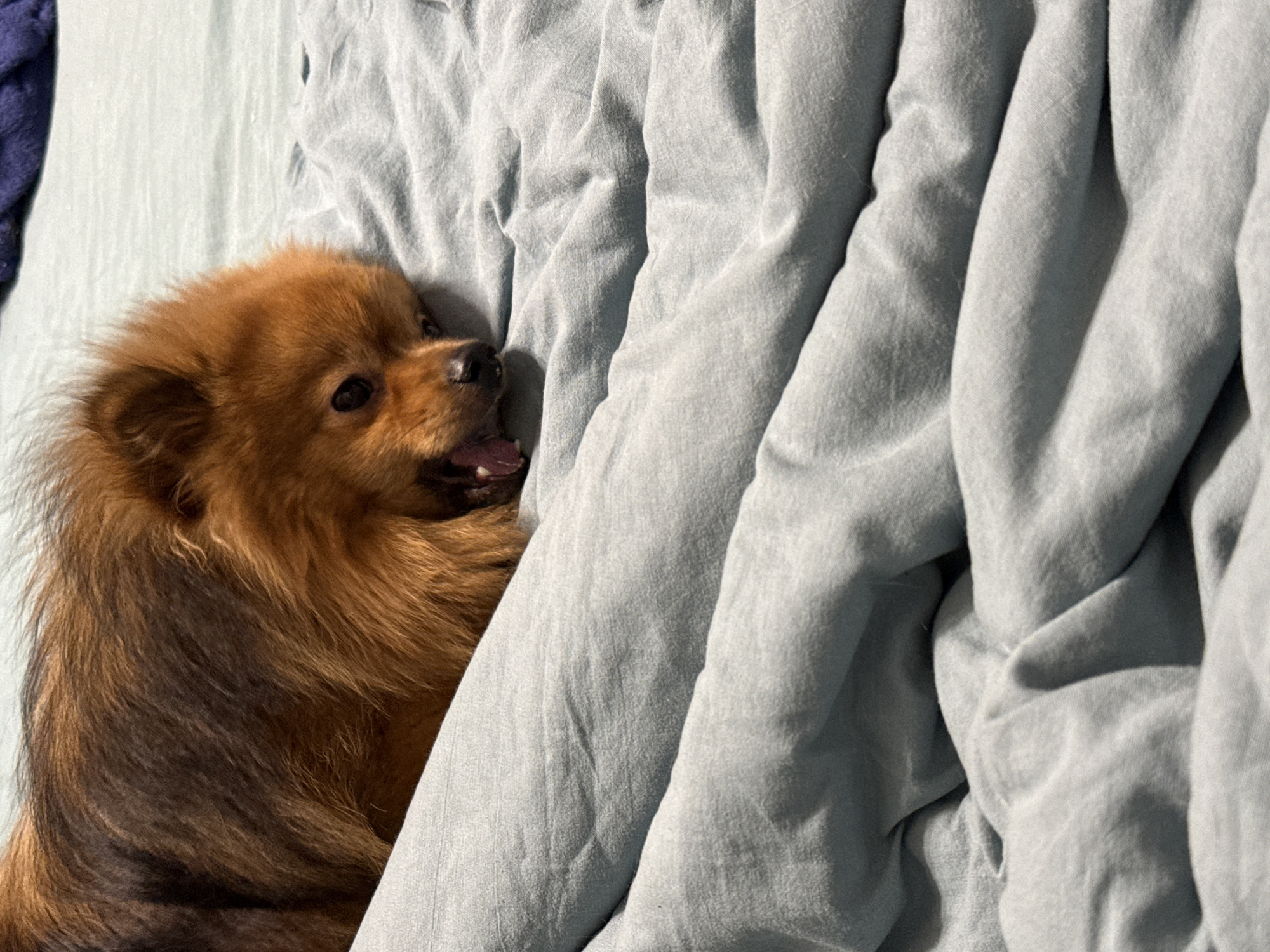 A brown Pomeranian dog is lying on a wrinkled, light blue bedsheet. The dog is positioned on the left side of the frame, partially covered by the sheet. The background consists of more of the same bedsheet. The setting appears to be indoors. There is no evidence to connect this image to the city of Khimki, Russia.