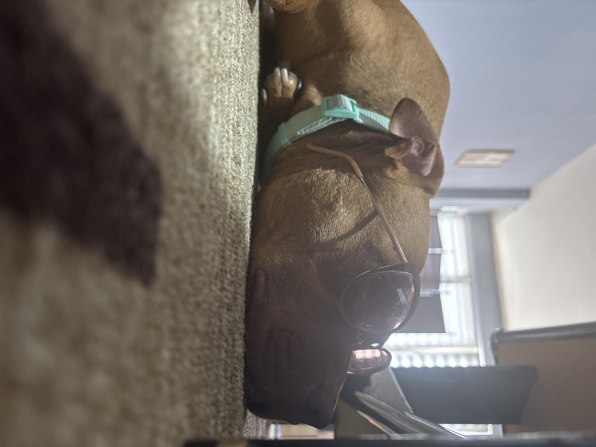 A light brown, short-haired dog is depicted lying down indoors, facing towards the right side of the frame. The dog is playfully adorned with a pair of fashionable, dark-lensed sunglasses perched on its snout. A light blue or mint green collar or harness strap is visible around its neck.
The dog rests on a textured, light-colored carpet or rug, which occupies the foreground and left portion of the image. A dark, irregular shadow falls across this carpet. In the background, hints of an indoor setting are visible, including what appears to be a light-colored ceiling with a recessed light fixture in the upper right. Further back, a window with natural daylight streaming through suggests the time of day is daytime, likely sunny. Other indistinct furniture or interior elements can be vaguely discerned in the background.
The scene conveys a relaxed and humorous mood, with the sunglasses adding a comical element to the dog's appearance. The bright natural light indicates clear weather. There is no visible text in the image. The location context provided is Sofia, Bulgaria.