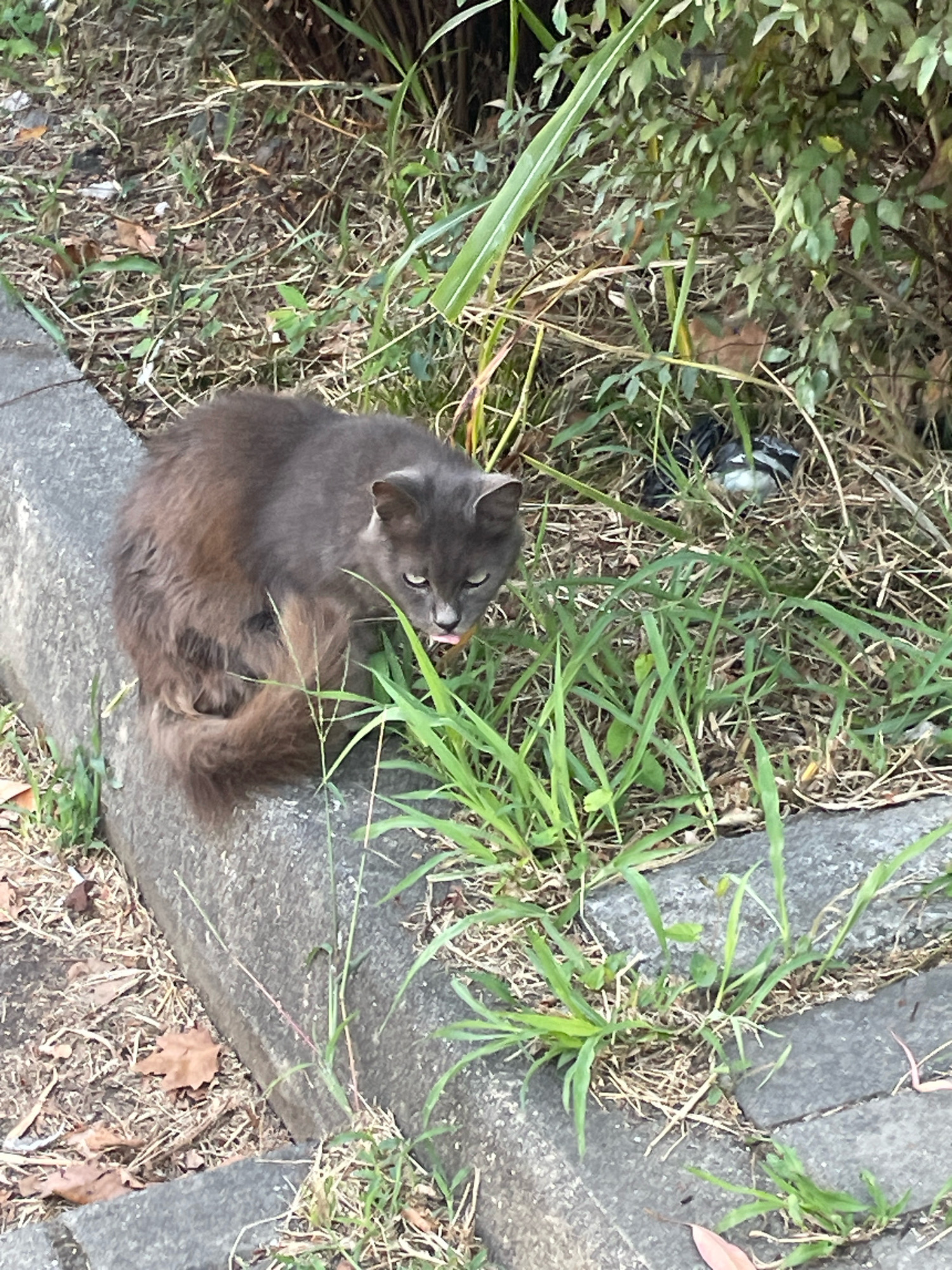 A medium-length, gray-brown cat is sitting on a concrete curb, facing the camera with its tongue slightly out. The cat has green eyes and appears to be grooming itself. The surrounding environment is overgrown with dry grass, weeds, and some leafy green foliage. There are also some fallen leaves scattered on the ground. In the background, partially obscured by the vegetation, a dark-colored object with white markings, possibly a bag or a piece of debris, is visible. The image appears to have been taken outdoors, in a natural or semi-natural setting within a city.