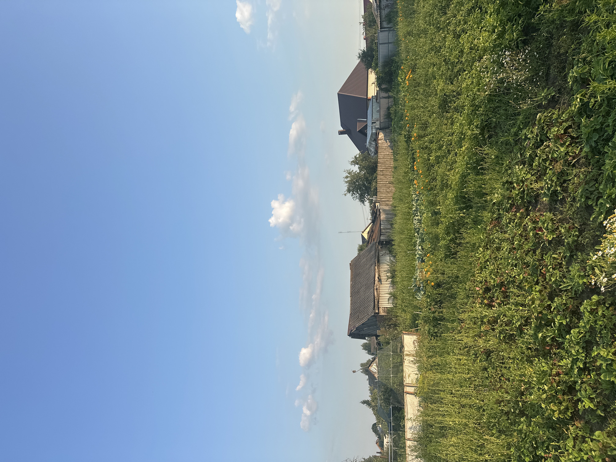 The image depicts a rural scene under a clear blue sky with scattered white clouds, likely in Rasskazovo, Russia. In the foreground, a lush green field of vegetation is visible, with rows of plants, including what appears to be strawberries and other crops, stretching towards the midground. Some yellow flowers are scattered throughout the field. A wooden fence runs horizontally across the midground, separating the cultivated field from the area behind it. Beyond the fence, several structures are present. To the left, there is a greenhouse-like structure with a white covering. Further to the left and in the background, a cluster of trees and smaller buildings are visible. In the center of the image, a weathered, gray-roofed wooden house stands prominently. To the right of this house, another building with a dark brown, gabled roof is situated. The overall impression is of a residential area in a village or countryside, with a focus on agriculture and domestic dwellings. There are no people visible in the image.