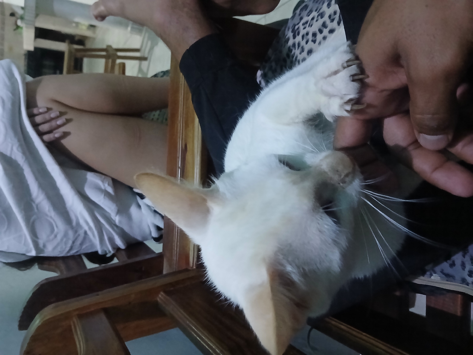 The image shows a close-up of a white cat, seemingly held by a person's hand. The cat's paw is visible, with claws extended. Another person's legs and hand are visible in the background, along with part of a white cloth draped over the legs. The cat and people appear to be on a wooden chair. The location is Juan Griego, Venezuela.