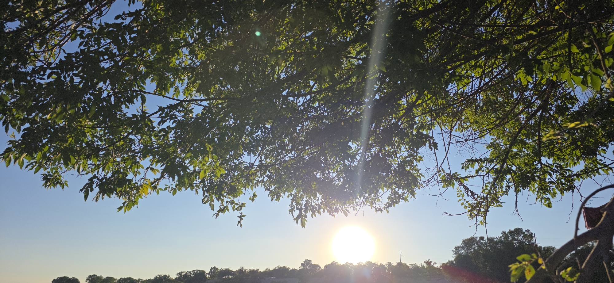 This image depicts a clear sky with a bright sun positioned low on the horizon. The sun is partially obscured by the leaves and branches of a tree, casting a lens flare across the scene. The foreground is dominated by the dense foliage of the tree, with its green leaves and dark branches. Below the tree line, a silhouette of trees and possibly some man-made structures can be seen against the bright sky. The overall impression is a sunny day with a naturalistic view. The specific location in the city of Issyk-Kul, Kyrgyzstan, cannot be determined from the image alone as it lacks distinctive geographical markers.