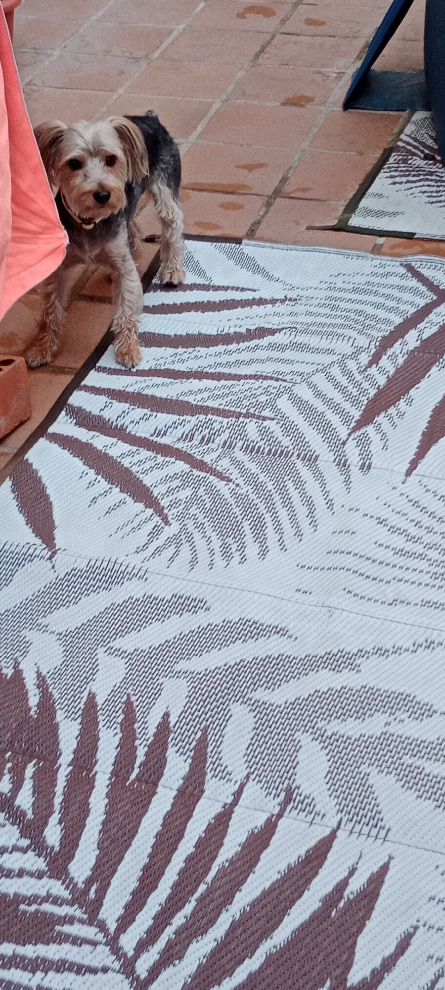 A small, tan and black dog stands on a woven mat with a palm leaf pattern. The mat is laid out on a terracotta tiled surface. The dog is facing the camera, with its head slightly tilted. To the left of the dog, a pink fabric is partially visible. In the background, the terracotta tiles show several dark, irregular stains, possibly from water. A dark blue object, possibly part of a chair, is visible in the upper right corner of the image. The scene appears to be outdoors, likely in a courtyard or patio area. The location is in the city of Galapagar, Spain.