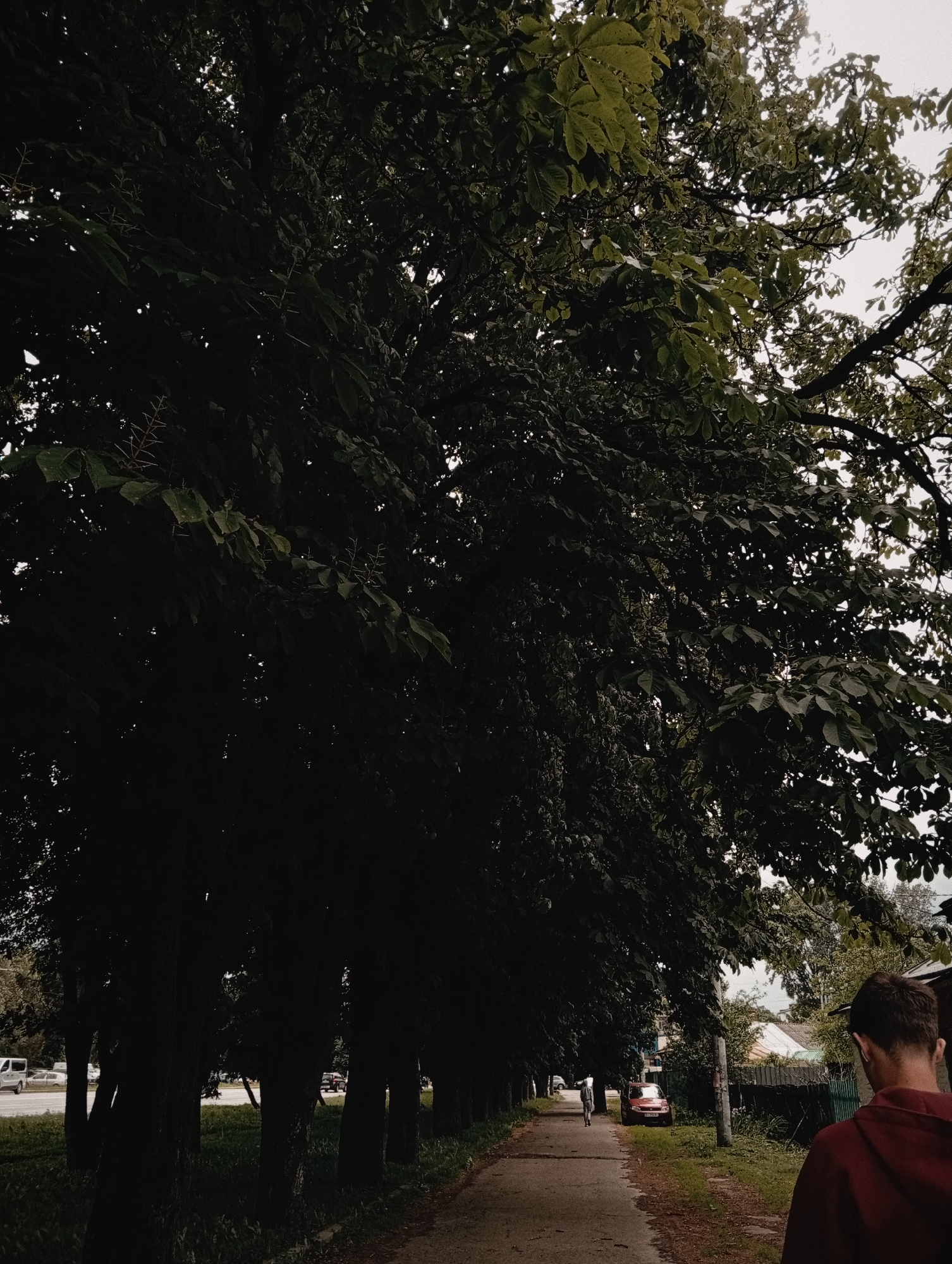 The scene is a tree-lined street in Poltava, Ukraine. Large trees with dense green foliage create a canopy over the path, with trunks lining the left side. The pathway stretches into the distance, where a person can be seen walking away. To the right, there is a residential area with houses and fences. In the foreground, a person in a red hoodie is facing away from the camera. A few parked cars are visible in the middle ground. The sky appears overcast.
