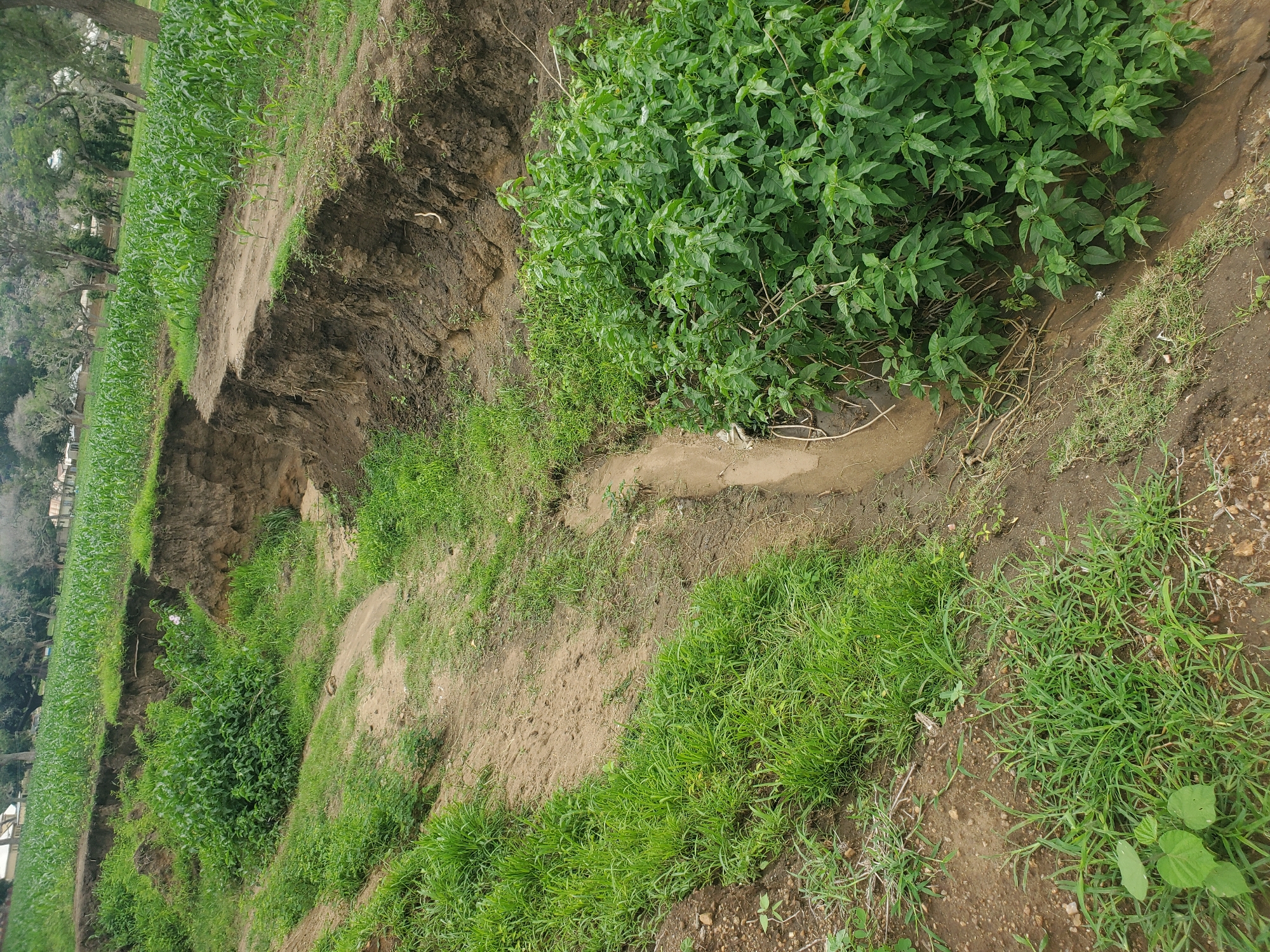 The image depicts a large gully, likely caused by erosion, cutting through a cultivated field. The gully has steep, eroded sides made of dark soil, with some areas showing exposed roots. The top of the gully is lined with a dirt path or road, and a lush cornfield stretches across the upper part of the image, adjacent to the eroded area. The lower part of the gully is filled with sand and debris, and dense green vegetation, including bushes and grasses, grows along its edges and within the eroded channel. The overall environment suggests a rural or semi-rural setting, possibly on the outskirts of Kabwir, Nigeria, where agricultural land meets natural erosion processes. There are no people or animals visible in the image.