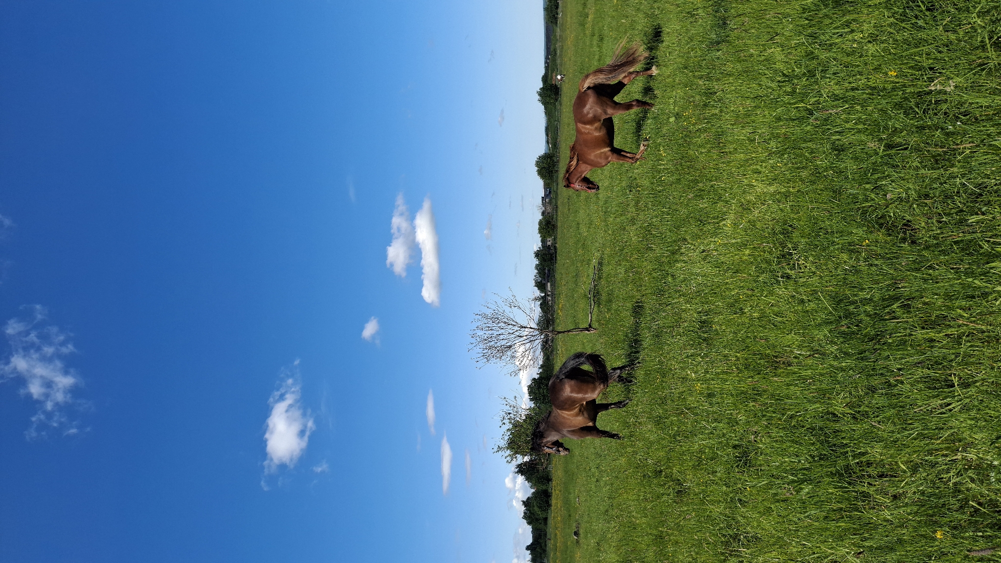 Two horses, one dark brown and the other reddish-brown, trot through a vibrant green grassy field under a clear blue sky dotted with fluffy white clouds. A sparse, bare-branched tree stands in the middle ground, and a line of trees borders the horizon. In the distance, faint structures suggest a rural or semi-rural setting, possibly in Kaporskoe, Russia.