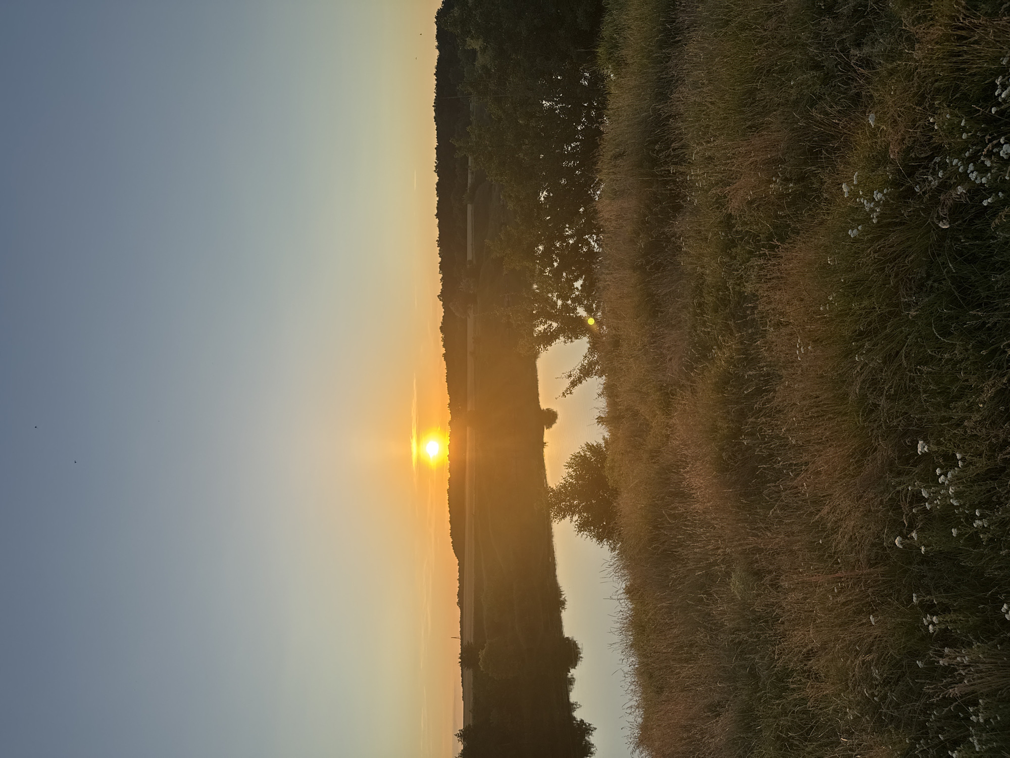 The image depicts a rural landscape at sunset, with the sun low on the horizon, casting a warm orange glow across the sky and reflecting on a body of water. The foreground is dominated by tall, dry grasses and some small white wildflowers, typical of a field. Beyond the field, a calm lake or pond is visible, with trees and foliage lining its banks. In the distance, a dark treeline forms the horizon, with more fields visible beyond that. The sky transitions from a pale blue at the top to a warm orange and yellow near the sun. There are no people or animals clearly visible in the image, and no discernible structures or man-made objects other than what might be implied by distant fields. The scene appears serene and natural, indicative of a countryside setting. The location is identified as Horodyshche, Ukraine.