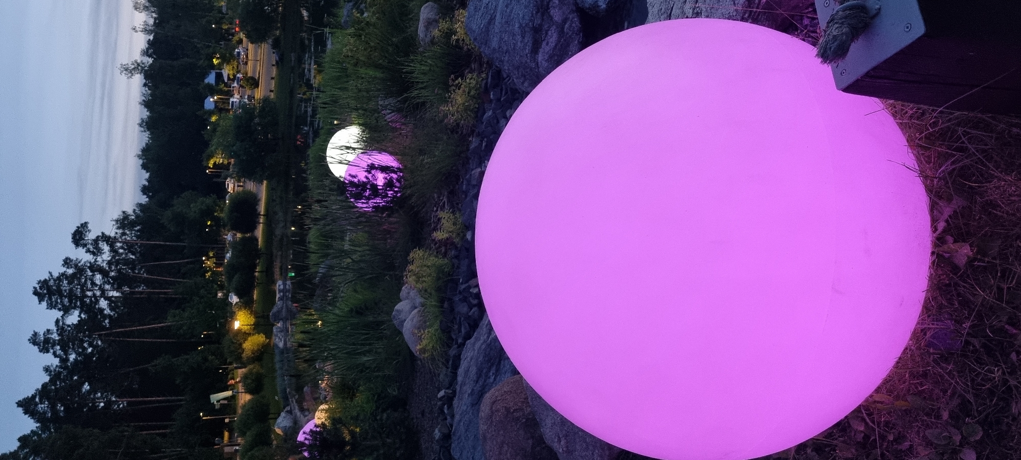 This image captures an outdoor scene at dusk in Shulgino, Russia. In the foreground, a large, luminous pink sphere rests on the ground amidst rocks and vegetation. Behind it, several smaller spheres, one white and one pink, glow amongst tall grasses and reeds near a body of water. The background reveals a dark forest line with tall trees. In the distance, a parking lot with several cars is visible, illuminated by streetlights, suggesting proximity to a public area or establishment. The sky is a dusky blue, indicating twilight.
