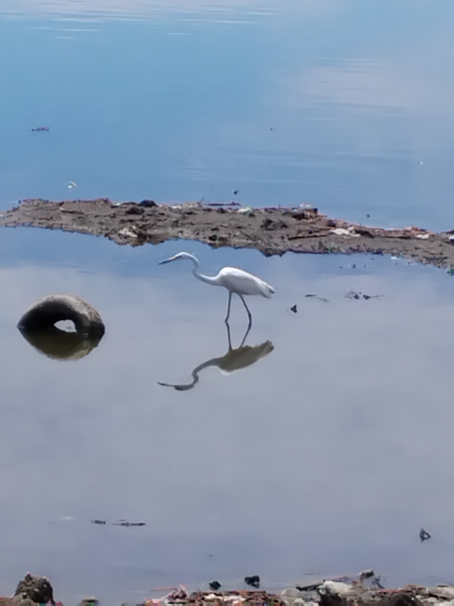 A white egret stands in shallow, murky water, its reflection clearly visible below. The bird is facing left, with its long neck curved. To the left of the egret, a dark, circular object, possibly a discarded tire, is partially submerged in the water. In the background, a strip of land is covered in debris, including what appears to be trash and vegetation. The water is a light blue, reflecting the sky. The scene is set in Lhokseumawe, Indonesia, likely near a coastal or riverine area.