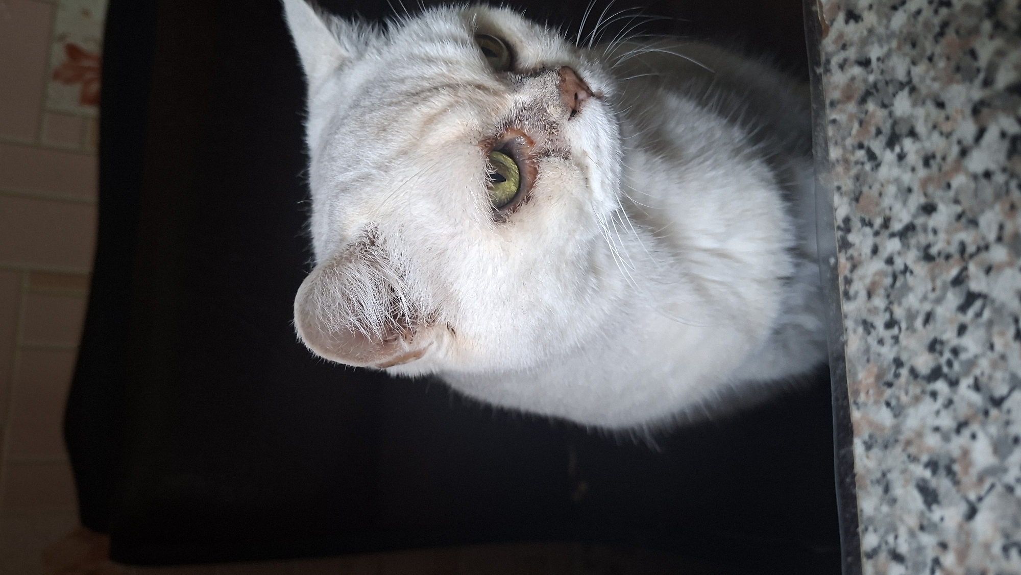 A medium close-up shot shows a white cat with pale green eyes and light grey tabby markings on its face. The cat is looking to the right with a slightly downcast gaze. Its fur appears somewhat unkempt, and there is noticeable discoloration and crusting around its eyes and nose, suggesting potential health issues. The cat is positioned in what appears to be a dimly lit indoor environment, with a dark background and a granite-like surface in the foreground. The background wall has a tiled pattern. No specific location within the city of Myadzyel, Belarus, can be determined from the image.