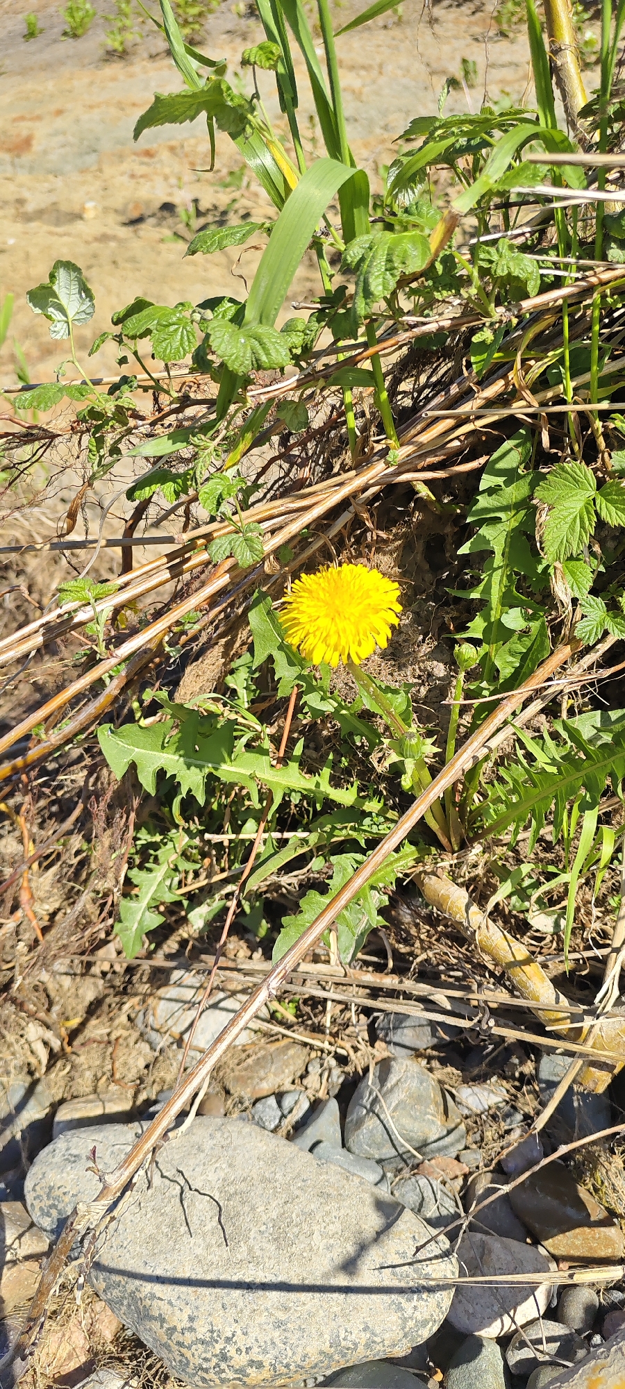 The image depicts a close-up view of a single yellow dandelion flower, its petals fully open, nestled among dry twigs, green leaves, and pebbles. The background consists of a blurred sandy area. The foreground is occupied by various sized rocks and dried plant matter. The scene appears to be outdoors in a natural setting. There are no people or animals visible in the image. The lighting suggests a sunny day. The specific location within Mezhdurechensk, Russia, is not identifiable from the visual information provided.
