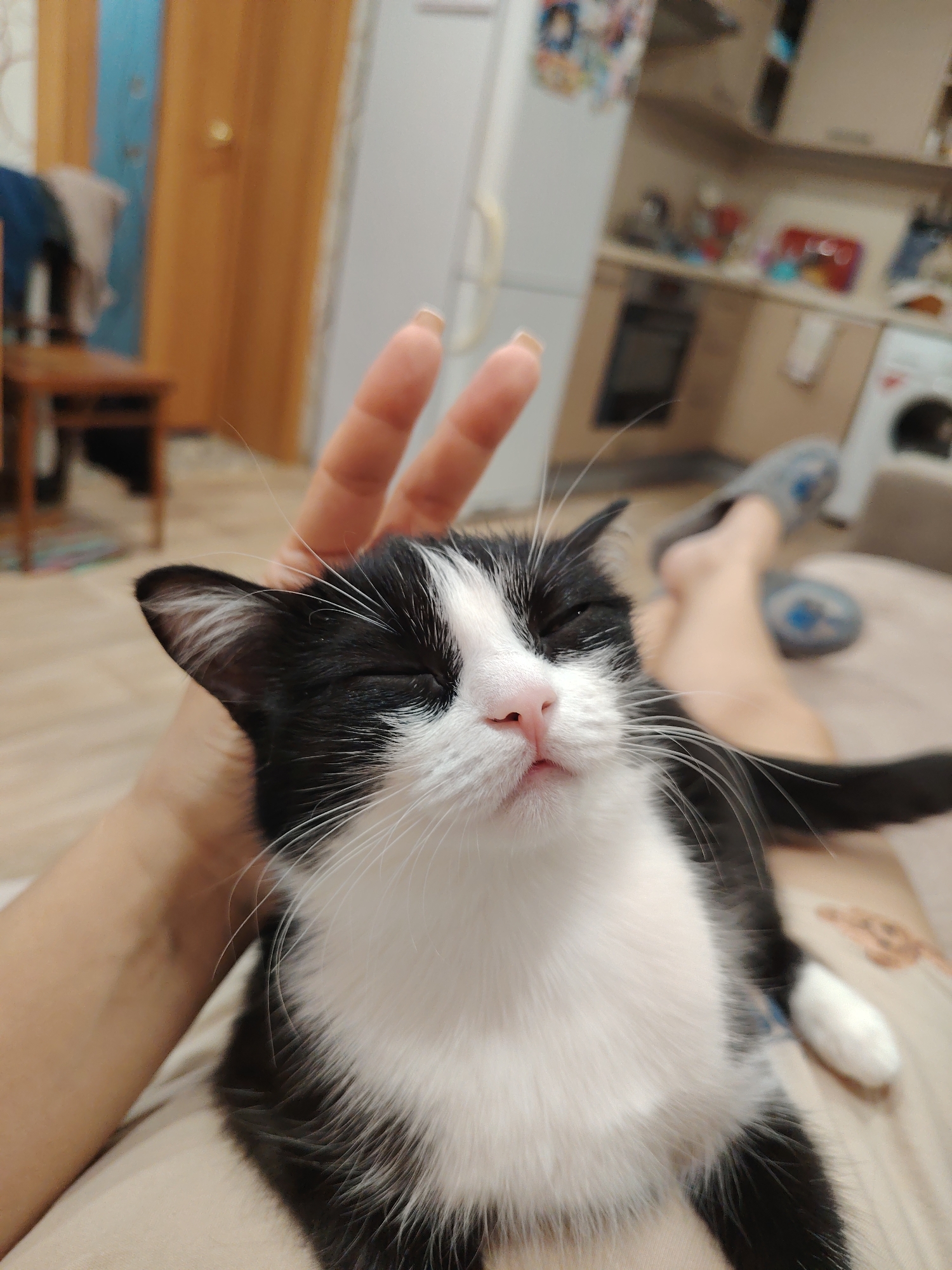 A medium, eye-level shot depicts a black and white cat being petted by a human hand. The cat has its eyes closed, a pink nose, and long white whiskers. The human's hand is visible above the cat's head. The background features a blurred domestic interior, including kitchen appliances, cabinets, a washing machine, and a partial view of the person's legs with blue slippers. A wooden door and a chair are visible on the left. The location is inside a home, presumably in the city of Unknown, Unknown.
