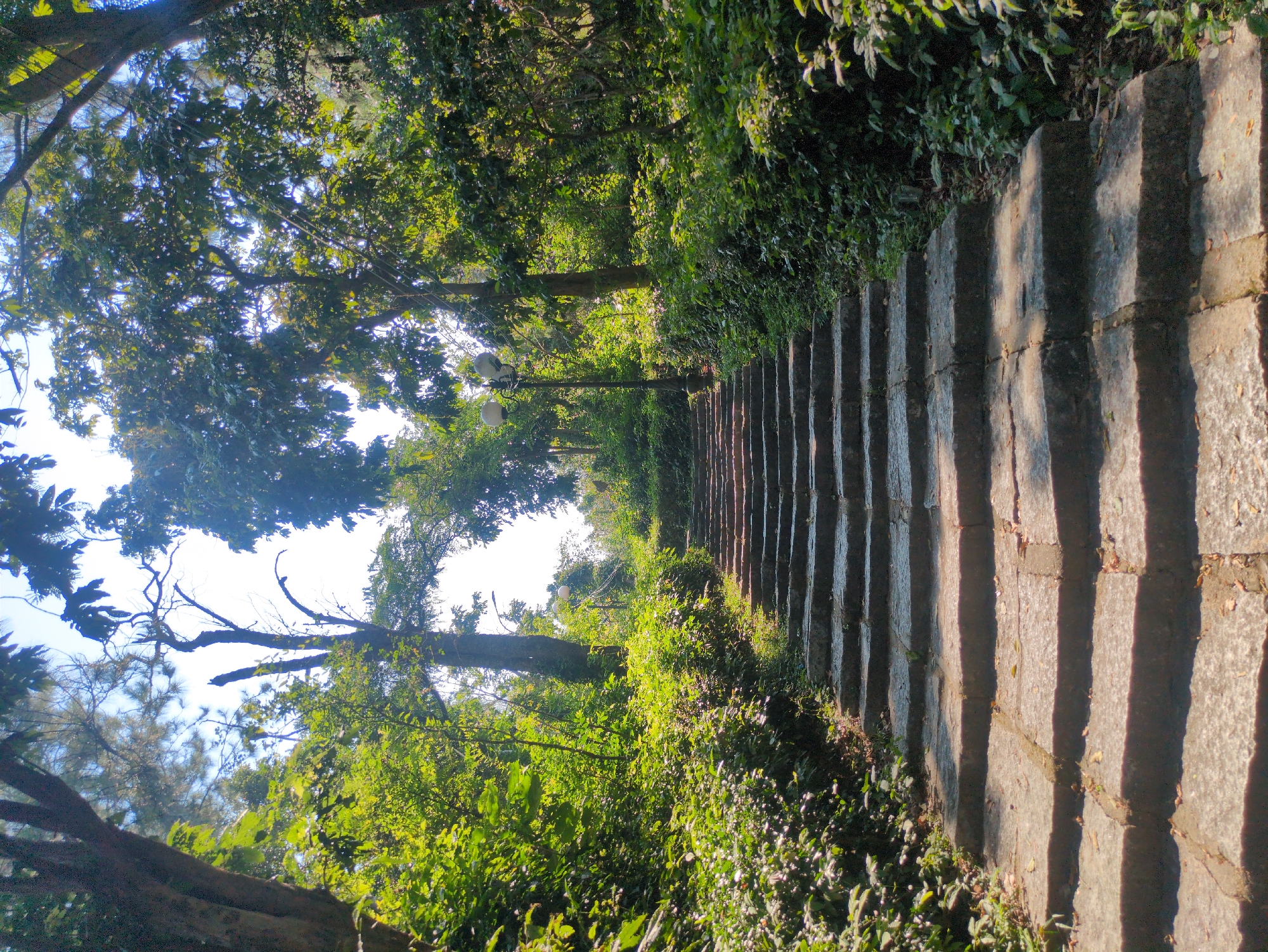 The image shows a stone staircase leading upwards through a dense, green, forested area, likely in Tuy Hòa, Vietnam. The stairs are wide and appear aged, with pronounced shadows cast across them, suggesting strong sunlight. Lush vegetation covers the ground alongside the stairs and extends overhead, forming a verdant canopy. A series of spherical, vintage-style streetlights stand intermittently along the path. The sky is visible in patches through the treetops, suggesting a bright day. No people are visible. The scene is quiet and natural.