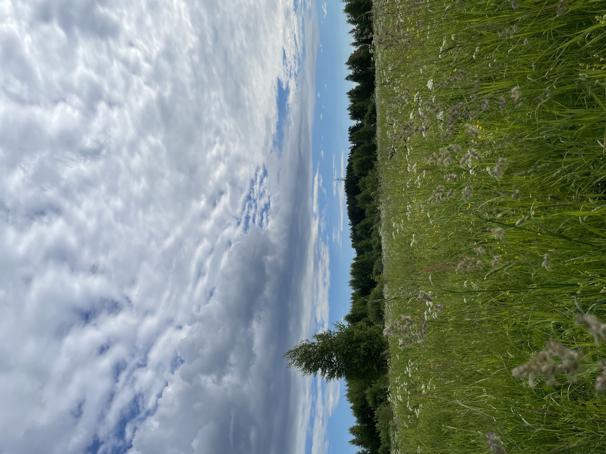 This image depicts a rural landscape with a field of tall green grass and wildflowers in the foreground. A dense forest forms the background, with a solitary tall tree standing prominently in the middle ground to the left. The sky is partly cloudy with formations of cumulus clouds against a bright blue sky. There is a cell tower visible in the distance on the right side of the frame, positioned on a slight elevation within the forested area. The scene appears to be located in Bol'shie Porogi, Russia, given the context provided. There are no people or animals visible in the image. The overall impression is one of a natural, serene, and somewhat wild environment.