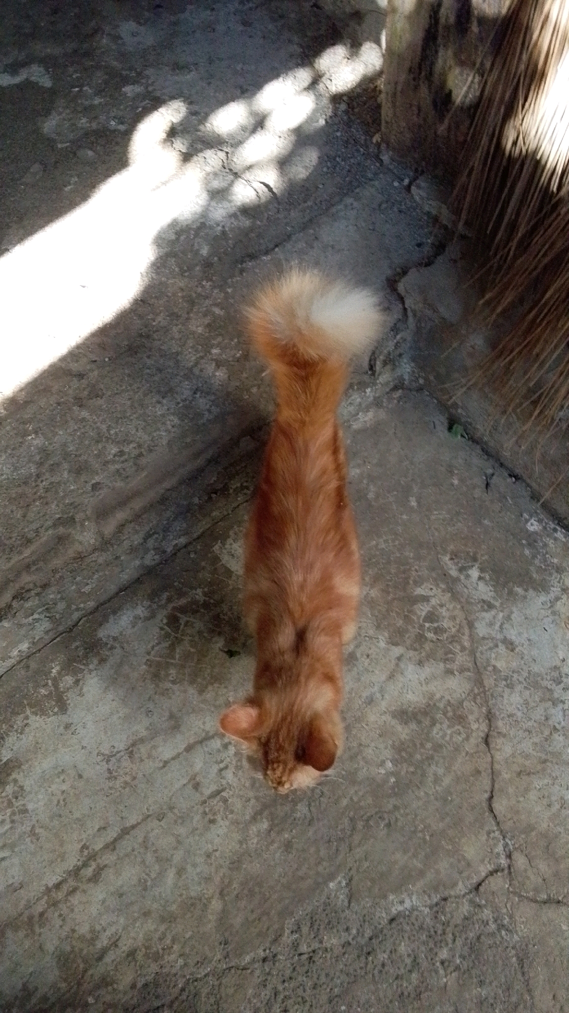 An overhead shot shows an orange cat on a concrete surface. The cat is facing away from the camera and appears to be grooming itself. The concrete is cracked and worn, suggesting it is an outdoor area. Sunlight casts shadows on the ground, creating a dappled effect. The image does not contain enough information to determine the specific location in Lawu, Indonesia, or any other contextual details.