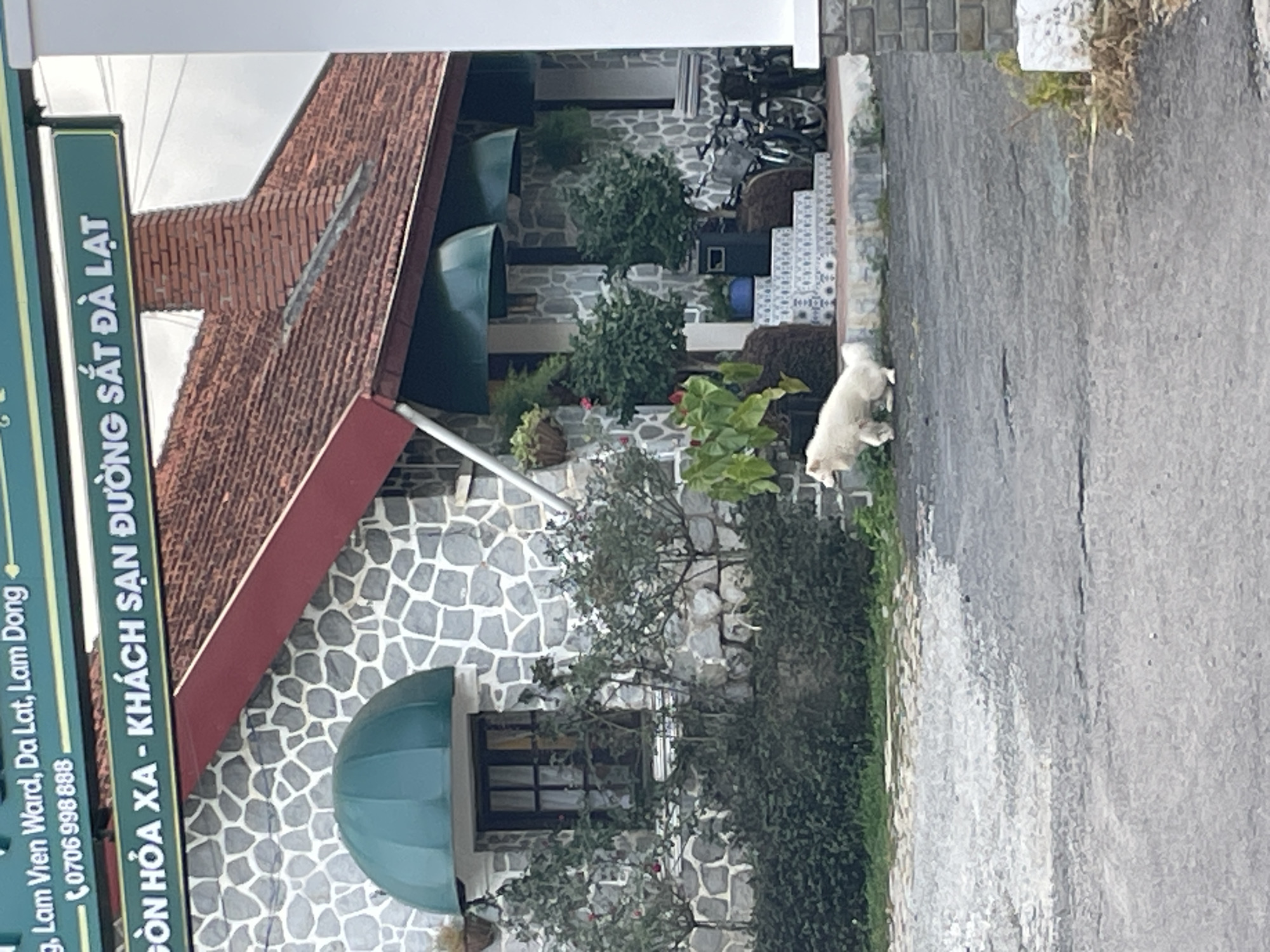 A white dog walks on a paved area in front of a stone-faced building with a red-tiled roof. The building has green awnings over windows and a red trim. There are steps leading up to an entrance decorated with blue and white patterned tiles. Bicycles are parked to the right of the entrance. Greenery and plants surround the building. A sign at the top of the image reads "g, Lam Vien Ward, Da Lat, Lam Dong" and "0706 998 888". Another sign below reads "DON HOA XA - KHACH SAN DUONG SAT DA LAT".