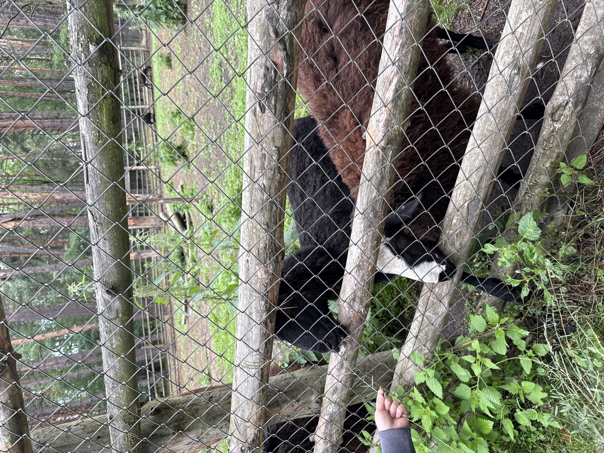In Leninskii, Russia, within an outdoor enclosure, a human hand in a grey sleeve extends a sprig of green vegetation through a chain-link fence toward a group of sheep. The sheep, mostly dark brown and black with one visible white face, are gathered behind the fence, with at least one animal appearing to nibble on the offered plant. The enclosure has a rustic wooden fence in addition to the chain-link barrier. The ground within the enclosure is dirt and grass, and beyond it, a forest of tall pine trees is visible.