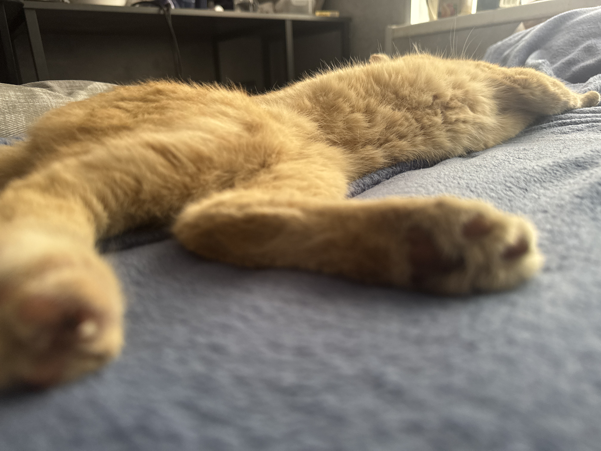 A ginger cat is sleeping on a blue blanket. The cat is in the middle of the frame, with its body stretched out. The cat's paws are visible in the foreground and background. The cat's fur is a light orange color. The blanket is a dark blue color and has a textured surface. In the background, there is a shelf with some items on it. The scene is lit by natural light coming from a window. The image was taken in a bedroom in Chaikovsky, Russia.