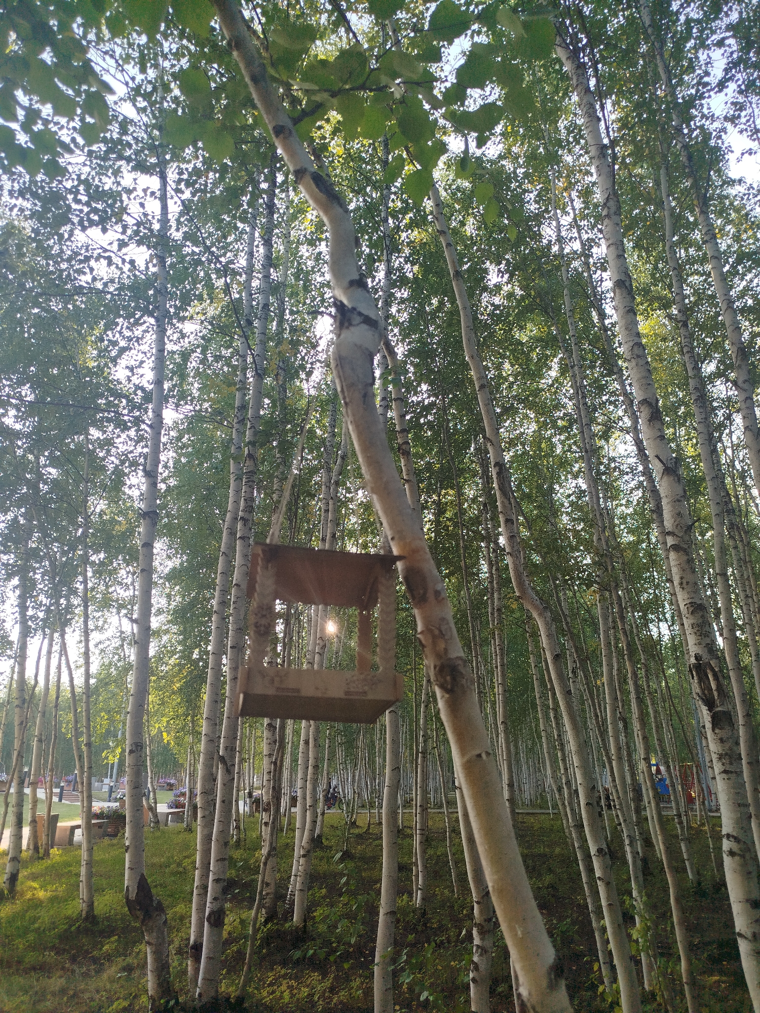 This is a medium shot of a birch forest, with a bird feeder hanging from a branch in the foreground. The sun is shining through the leaves, creating a dappled effect. In the background, there are people walking and sitting on benches, as well as a playground. The location appears to be a park in Mirny, Russia. The trees are tall and slender, with white bark and green leaves. The ground is covered in grass and fallen leaves. The overall atmosphere is peaceful and serene.
