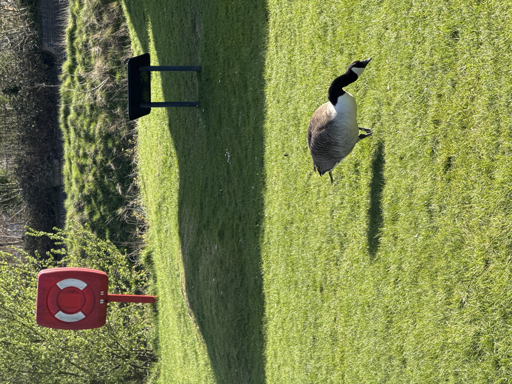 The image depicts a sunny, grassy area, likely a park or green space, within the city of Dacorum in the United Kingdom. A Canada goose stands prominently on the grass. In the background, there's a black metal structure, possibly a bench or signpost frame. To the left, there's a red life preserver ring mounted on a post, suggesting a body of water nearby. The area is characterized by well-maintained green grass, indicating a managed landscape. The scene exudes a sense of tranquility and natural beauty within an urban setting.