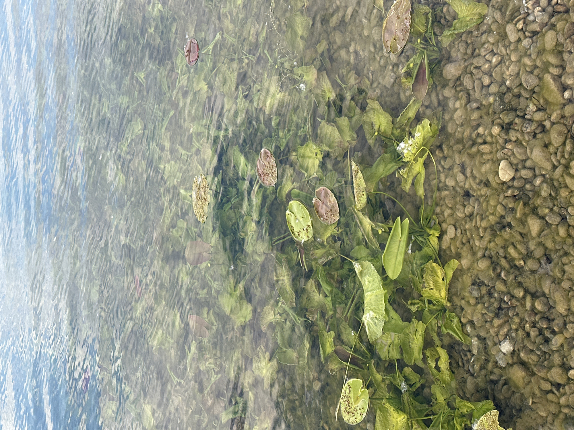 This media file captures a serene underwater and near-surface view of a shallow body of water, likely a lake or river, near its bank. The scene is dominated by clear, transparent water with a rippled surface, through which submerged aquatic vegetation and a pebbled bottom are distinctly visible.
On the left side of the image, the water appears slightly deeper, with strong light reflections and refractions creating shimmering patterns on the surface. As the view moves towards the right, the water becomes shallower, revealing a dense growth of green aquatic plants rooted at the bottom. These plants have various leaf shapes, some broad and wavy, others smaller and more rounded, with some of the leaves, possibly water lily pads, floating near or at the surface, characterized by their mottled, brownish-green appearance. A few small white air bubbles are scattered amongst the vegetation.
The far-right section of the image showcases the bottom of the water body, which is composed of numerous small, smooth, rounded pebbles and stones in shades of light brown, grey, and olive green, suggesting a natural shoreline or riverbed. Some of these stones appear to have a thin film of algae.
No people are visible, and no specific activity or event is taking place beyond the natural dynamics of the aquatic environment. The bright, even lighting suggests it is daytime, under clear or partly cloudy weather conditions, contributing to the clarity of the water and the vibrant green of the plants. The overall impression is one of peaceful natural beauty. There is no visible text in the image. The location is within or near the City of Zagreb, Croatia.