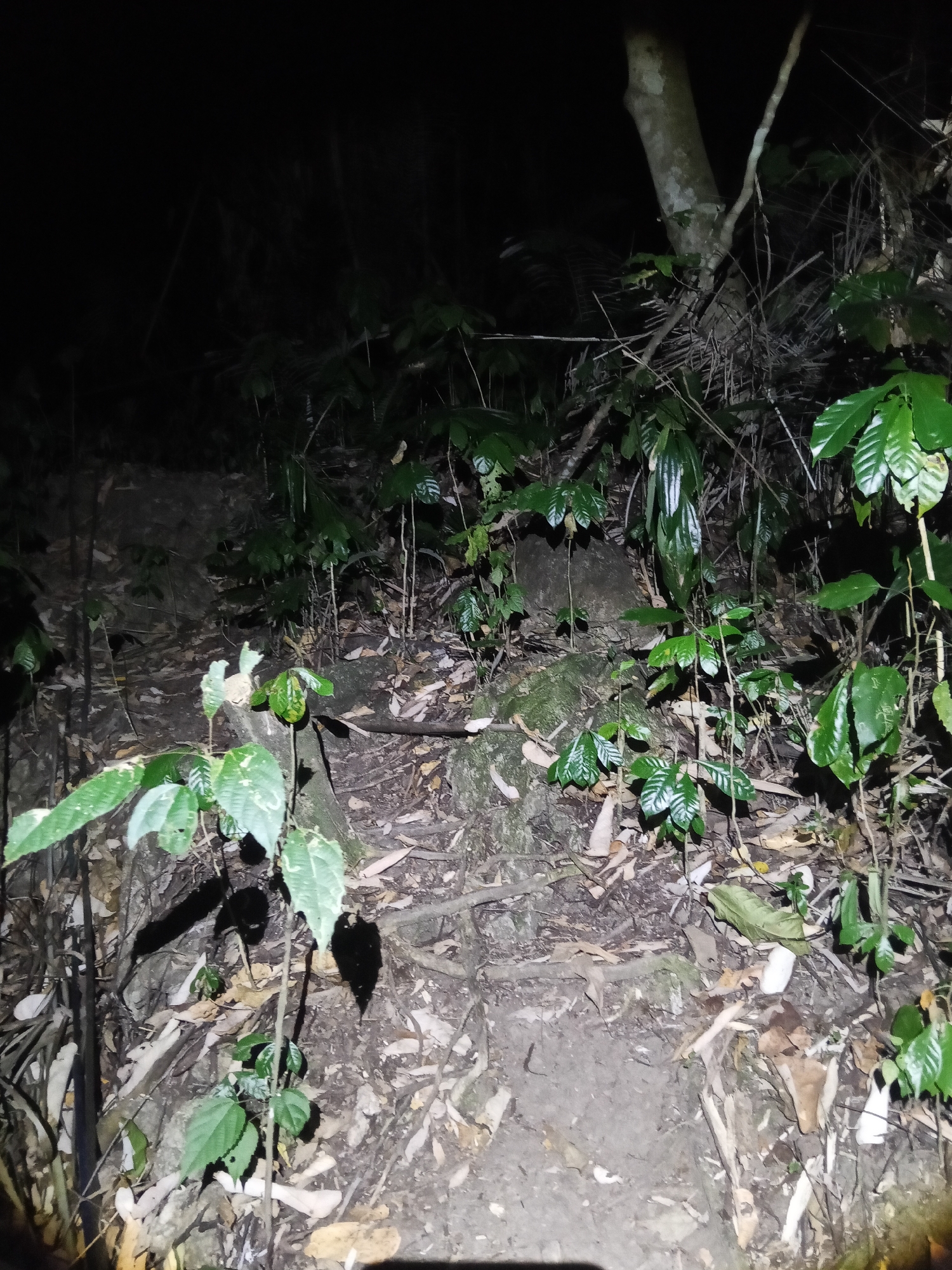 The image depicts a dimly lit forest floor in Makale, Indonesia, at night. The ground is covered with fallen leaves, twigs, and exposed roots, indicative of a natural, unpaved area. Various types of vegetation, including leafy plants and branches, are visible throughout the scene, some illuminated by a light source, casting shadows. A tree trunk is prominent on the right side of the image. The overall impression is one of a dense, natural environment at night.