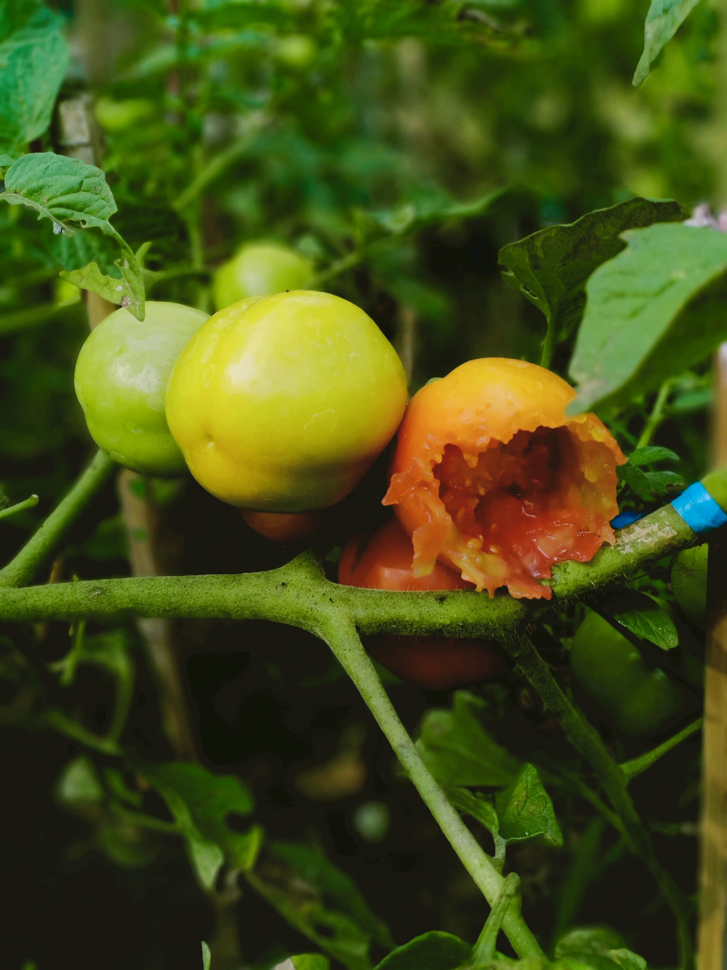 In Pasirian, Indonesia, a close-up shot captures a tomato plant branch with several tomatoes. The foreground shows a thick, green stem supporting three tomatoes and a partially eaten fourth tomato. Two of the intact tomatoes are light green, while one is yellow. The fourth tomato, orange in color, has been significantly damaged, revealing its inner pulp and seeds. The background is filled with the lush green foliage of the tomato plant, with some areas blurred by the shallow depth of field. The scene appears to be outdoors, likely a garden or farm.