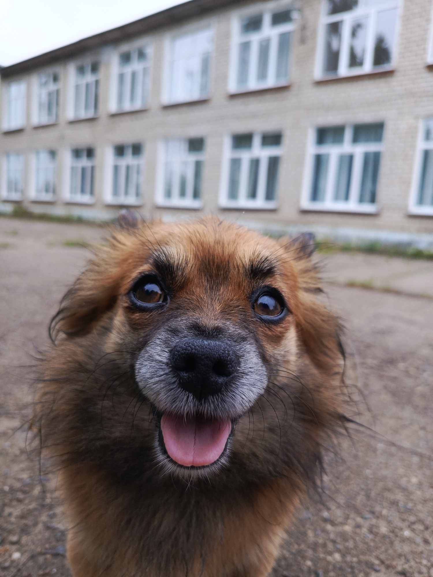 A close-up, eye-level, portrait photograph captures the face of a small, fluffy, brown dog with its tongue lolling out. The dog's fur is a mix of brown and reddish-brown hues, with lighter grey fur around its muzzle. Its eyes are dark brown and wide, reflecting light. The dog's nose is black and wet, with visible whiskers. In the background, the facade of a light-colored, brick building with multiple rows of windows is visible. The windows are rectangular with white frames. The ground in front of the building appears to be dirt or gravel. The sky is overcast and grey. The image is sharp and focused on the dog, with the background slightly blurred, indicating a shallow depth of field. The location is the city of Chaikovsky, Russia.