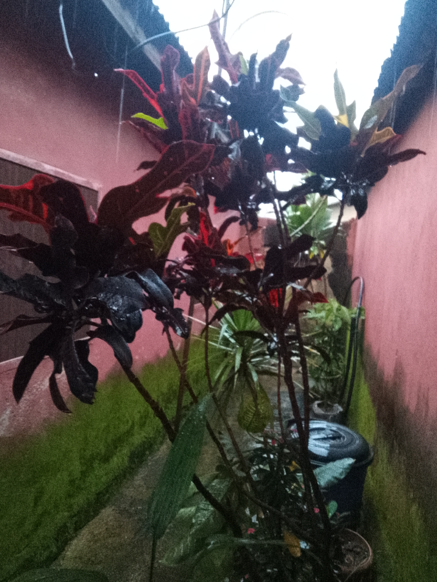The image shows a close-up of several plants with dark, glossy leaves, some with red and yellow accents, in what appears to be an outdoor alleyway. The plants are wet, suggesting it is raining or has recently rained. The background consists of a pinkish-red wall on the right and a grassy area on the left. The environment appears to be a narrow outdoor space, possibly a backyard or side yard in a residential area. There are no people or animals visible in the image. The lighting is dim, and the image quality is grainy, with visible digital noise. There is a dark, circular object, possibly a trash bin, in the lower right portion of the frame, partially obscured by plants. The scene is located in Rukuba Road, Nigeria.