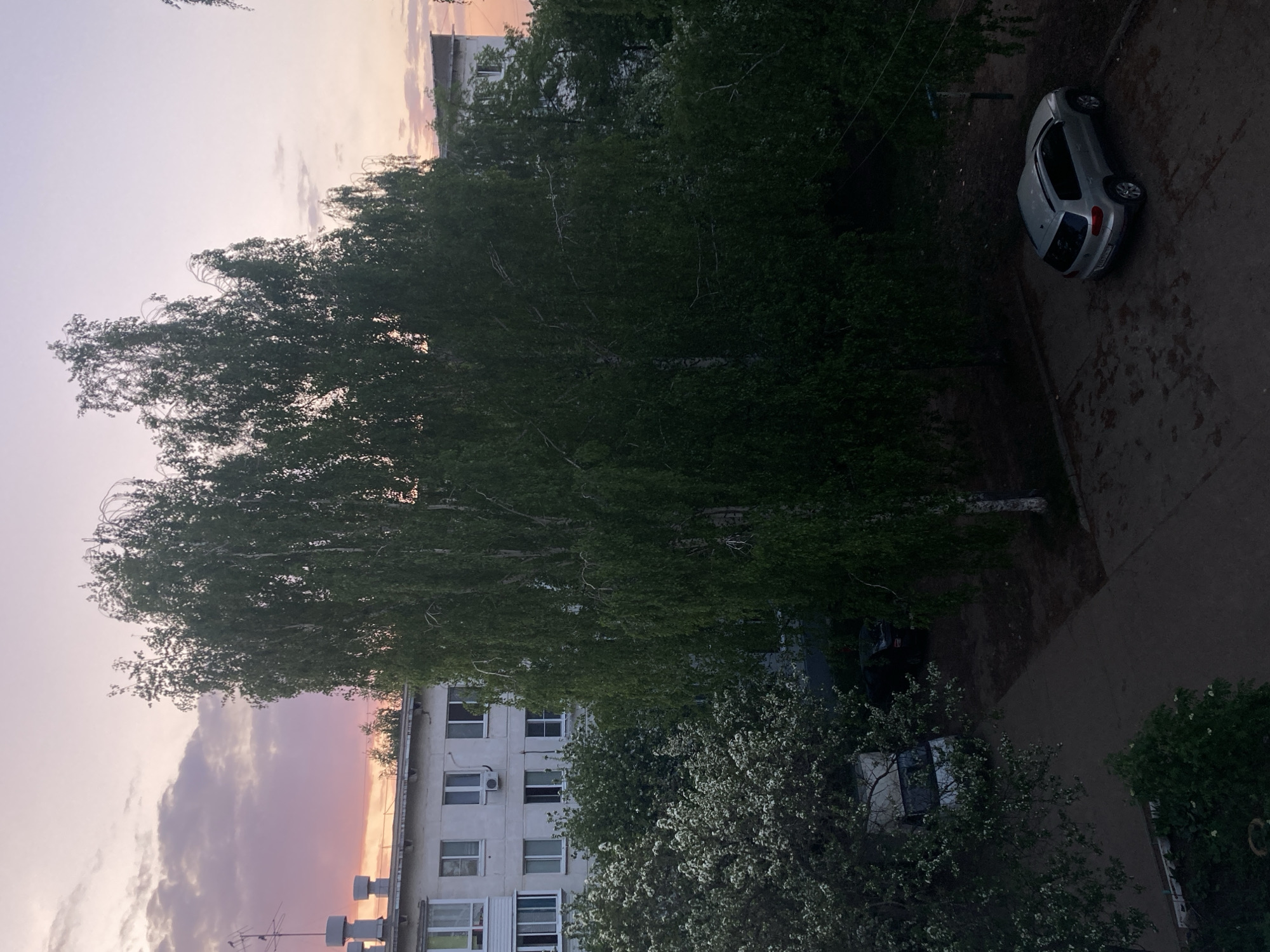From an elevated perspective, the image captures a cityscape at twilight. The sky displays hues of pink and orange. A multi-story building with uniform windows is visible, punctuated by air conditioning units. A car sits on a darkened paved area. Dense trees, possibly birch due to their structure and bark visibility, dominate the central view.