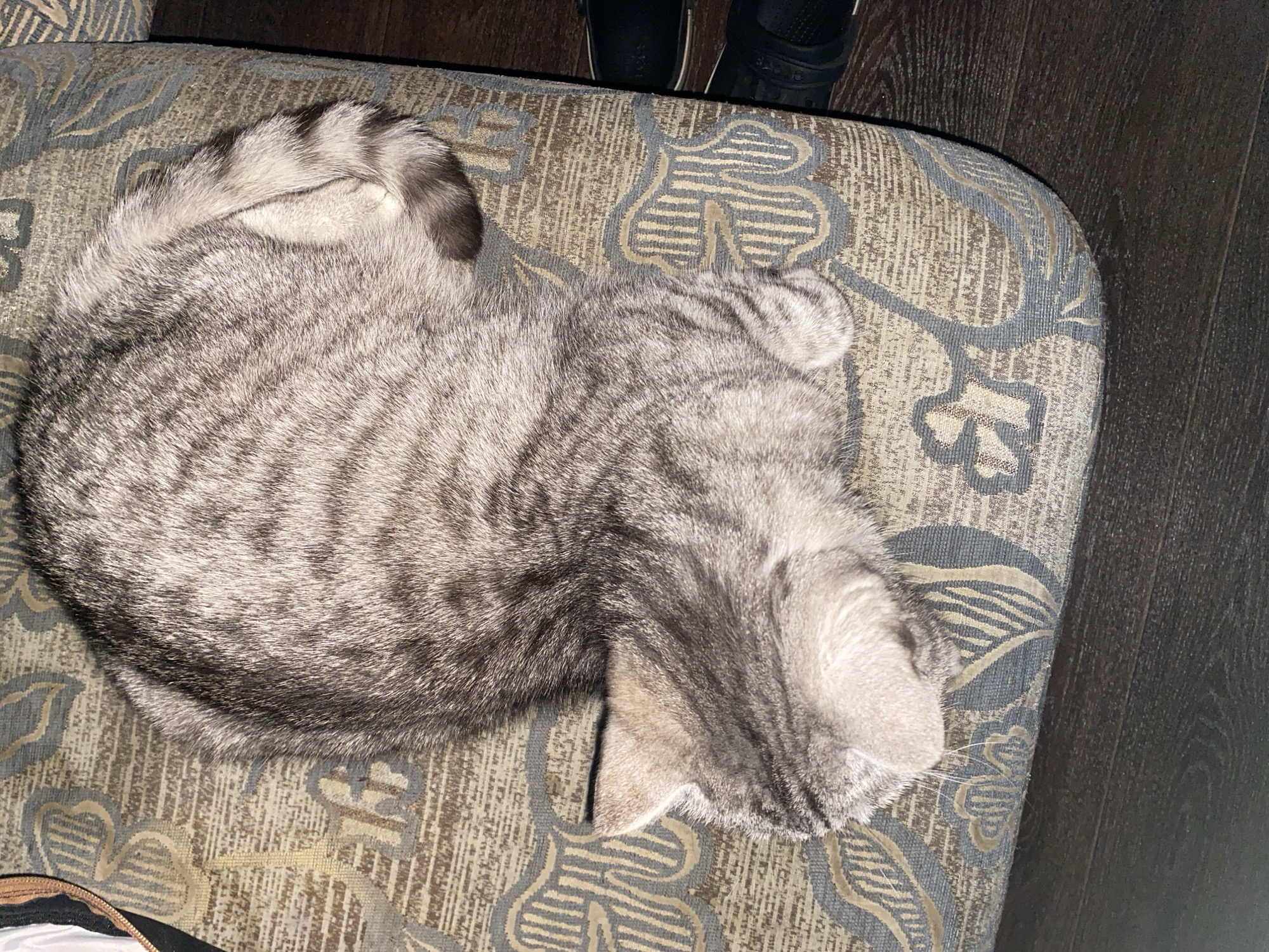 A gray tabby cat is curled up asleep on a patterned, upholstered ottoman. The cat's tail is curled around its body, and its head is tucked in. Part of the ottoman is near a dark wooden floor. The background shows the lower legs of a person wearing black Crocs. Part of what may be a bag is in the lower left corner. It is impossible to confirm the location as the city of Chaikovsky, Russia, based on the provided image alone.